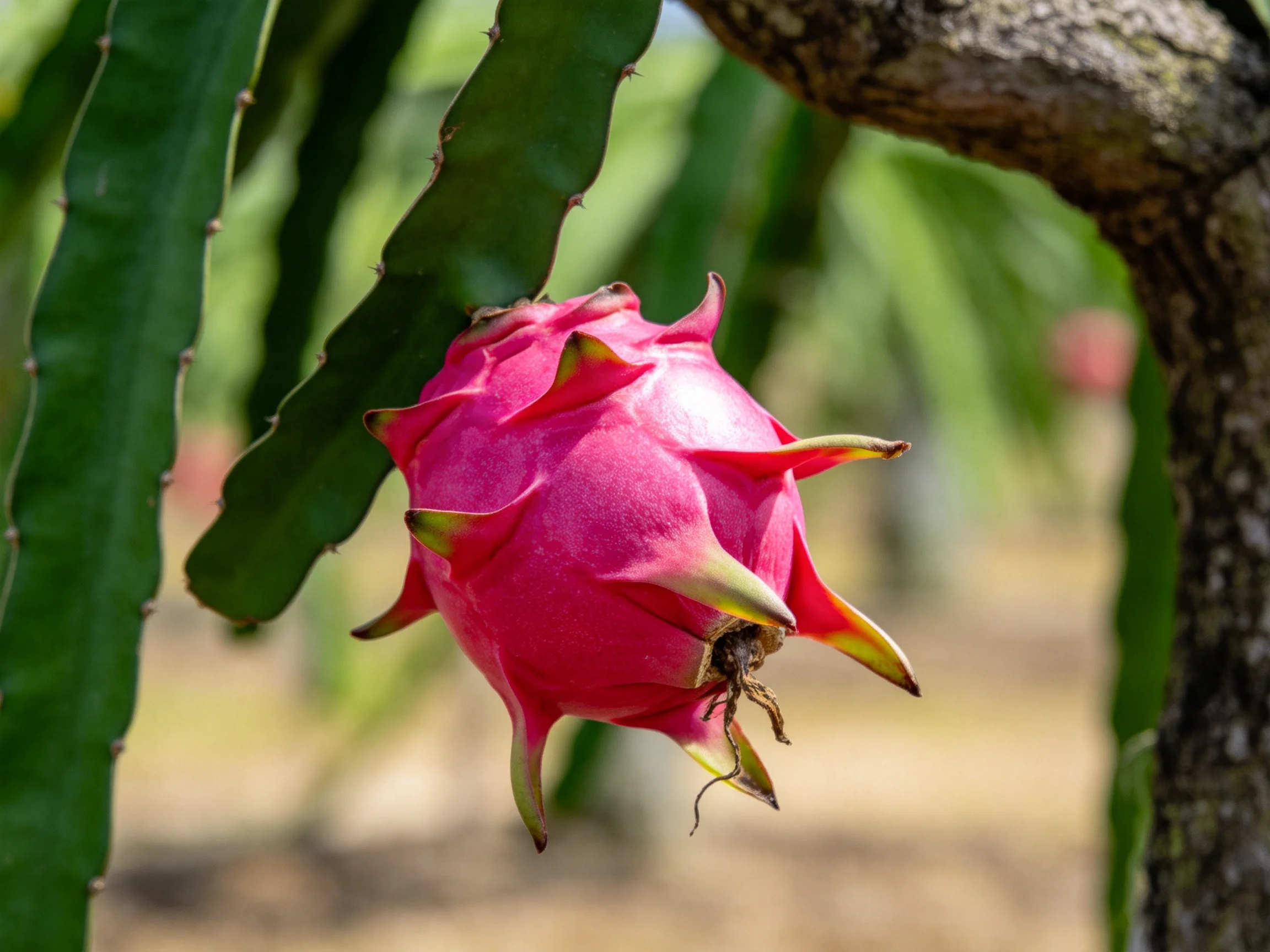 A bright pink dragon fruit grows near green cactus and a brown tree trunk