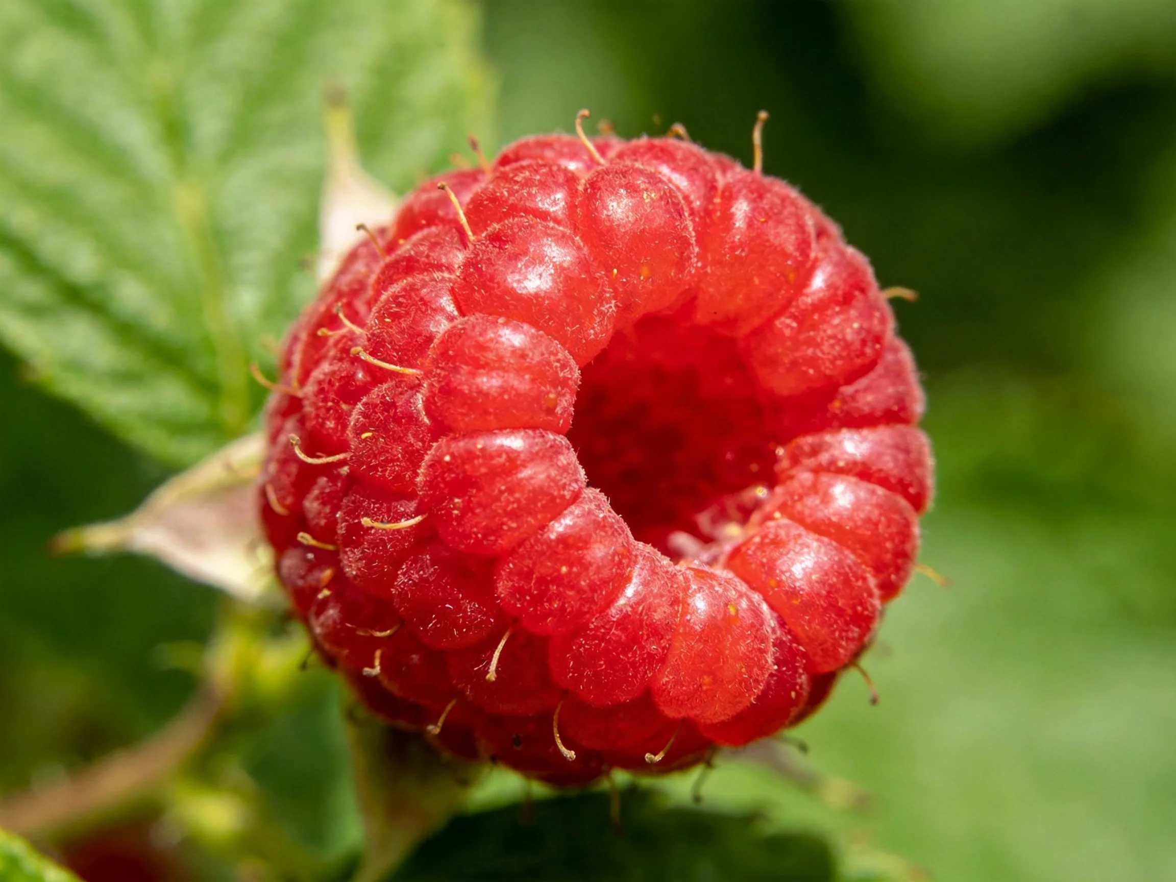 A bright red raspberry with textured surface near green leaves