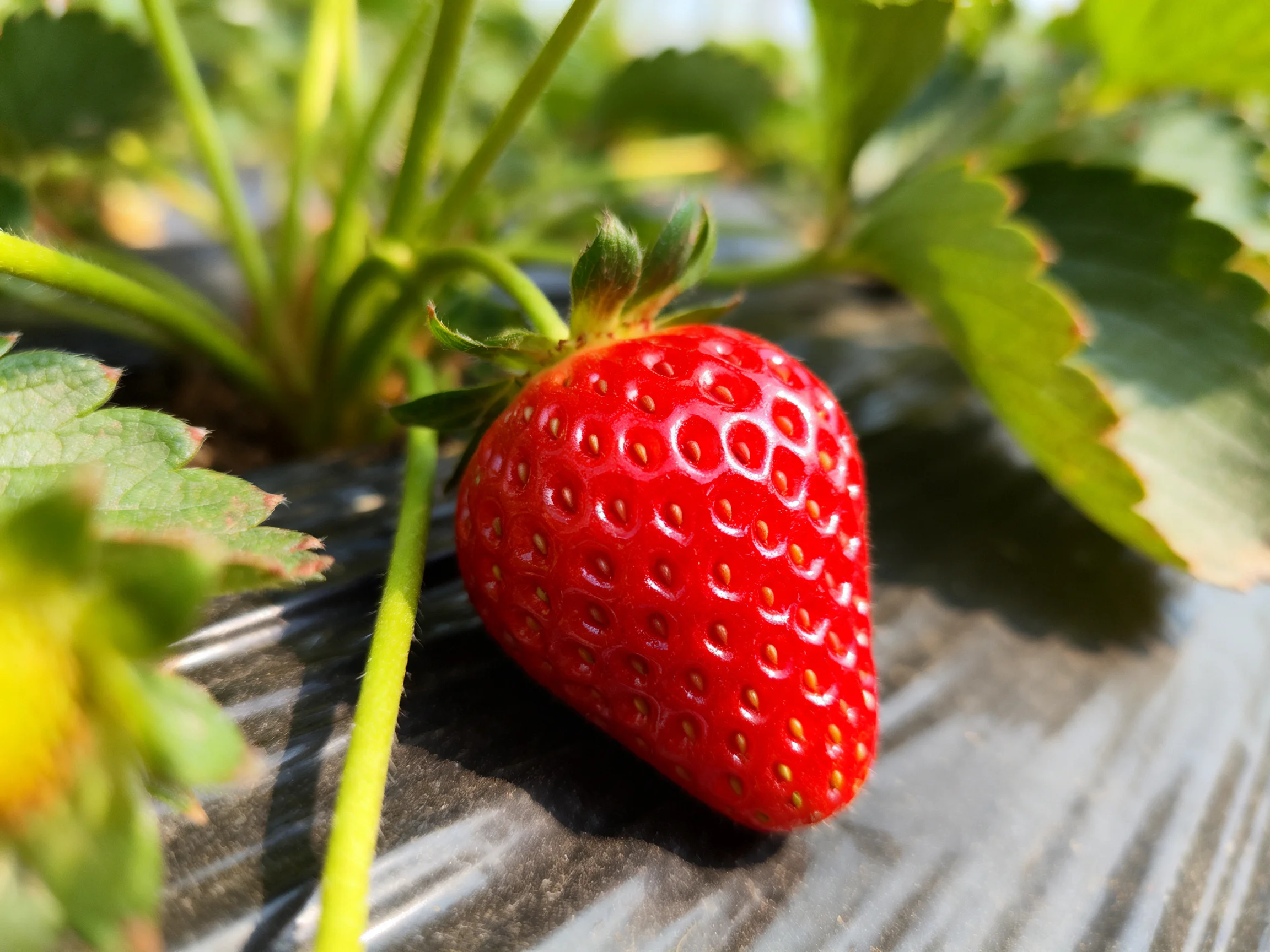 A bright red strawberry amidst green foliage on a reflective surface
