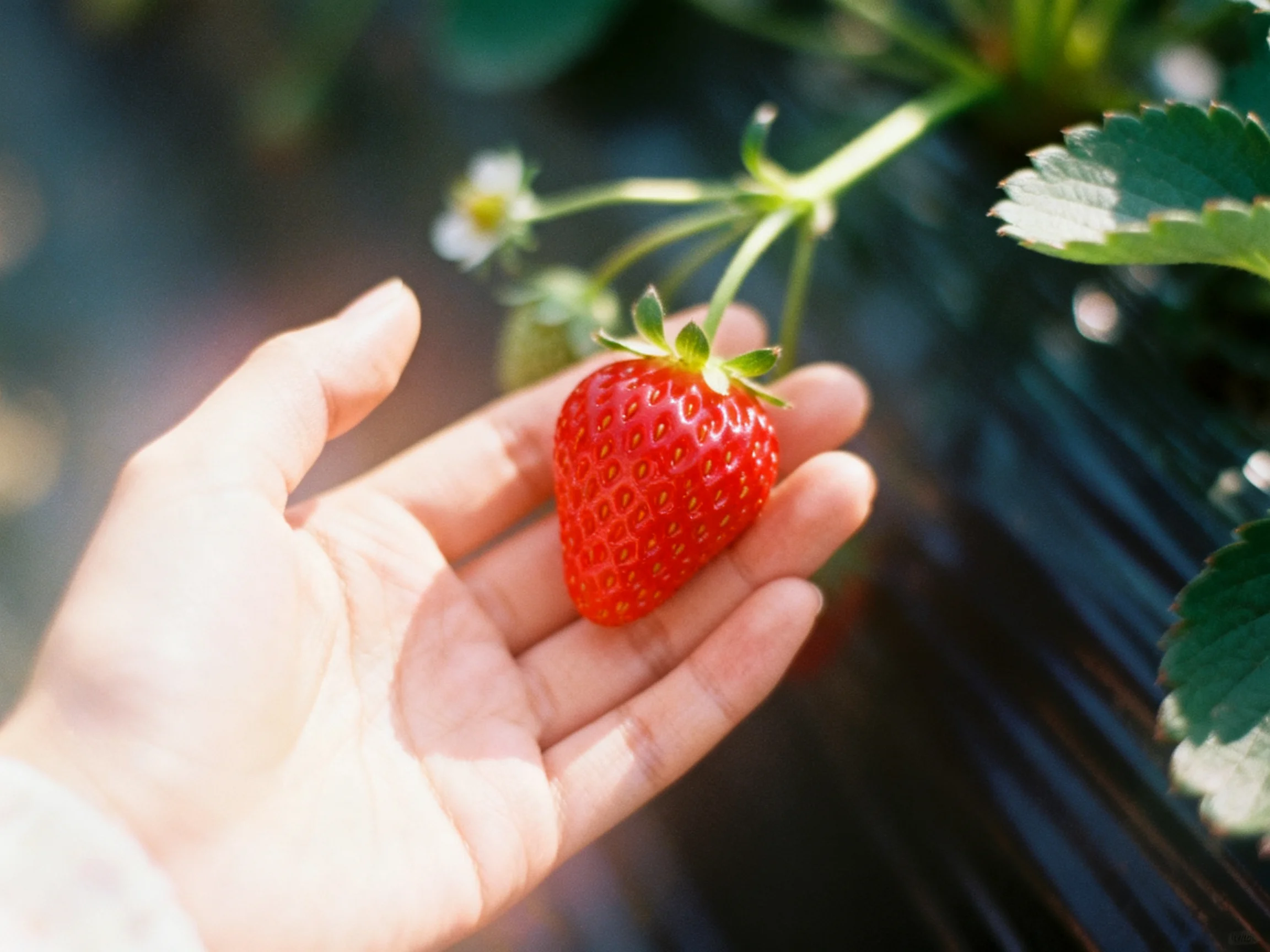 A bright red strawberry held in an open hand near green foliage