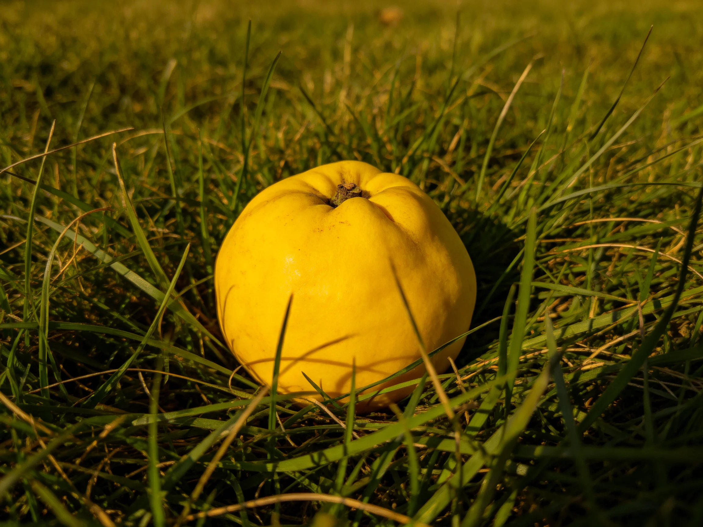 A bright yellow quince rests amid lush green grass blades