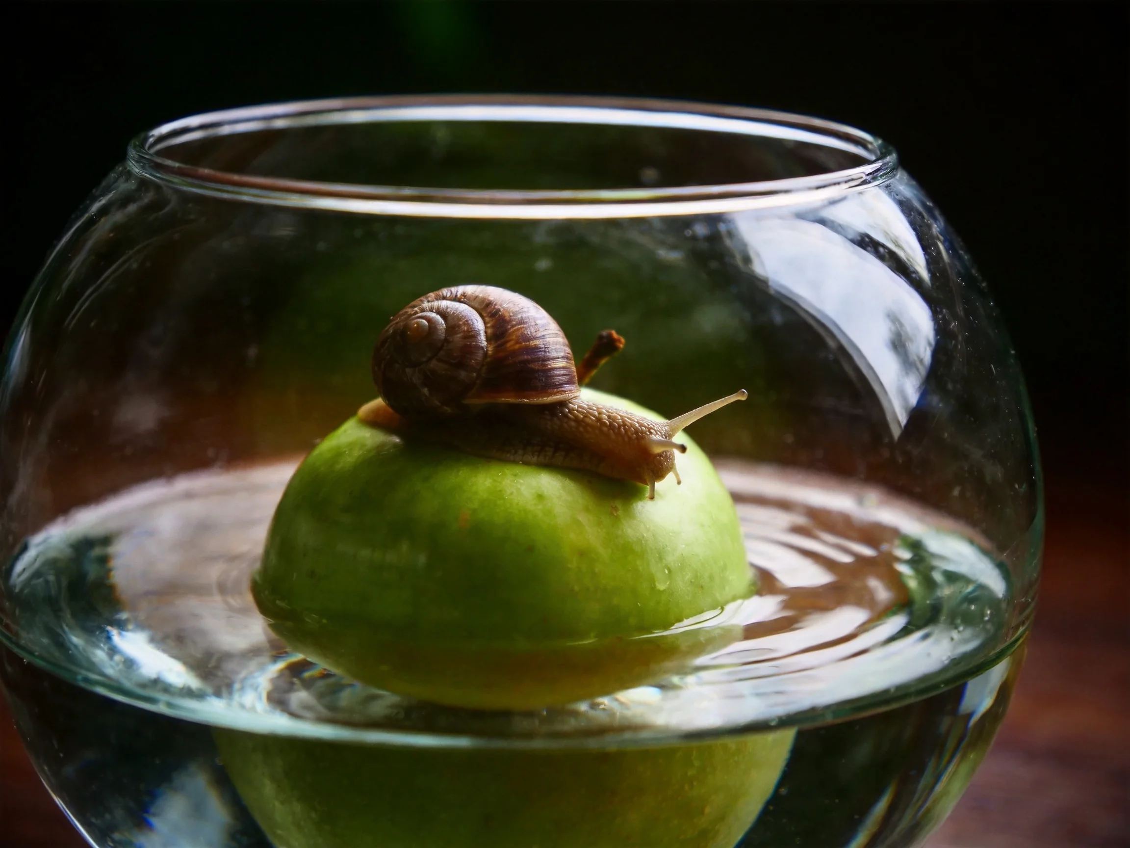 A brown snail rests atop a green apple floating in clear water within a glass container.
