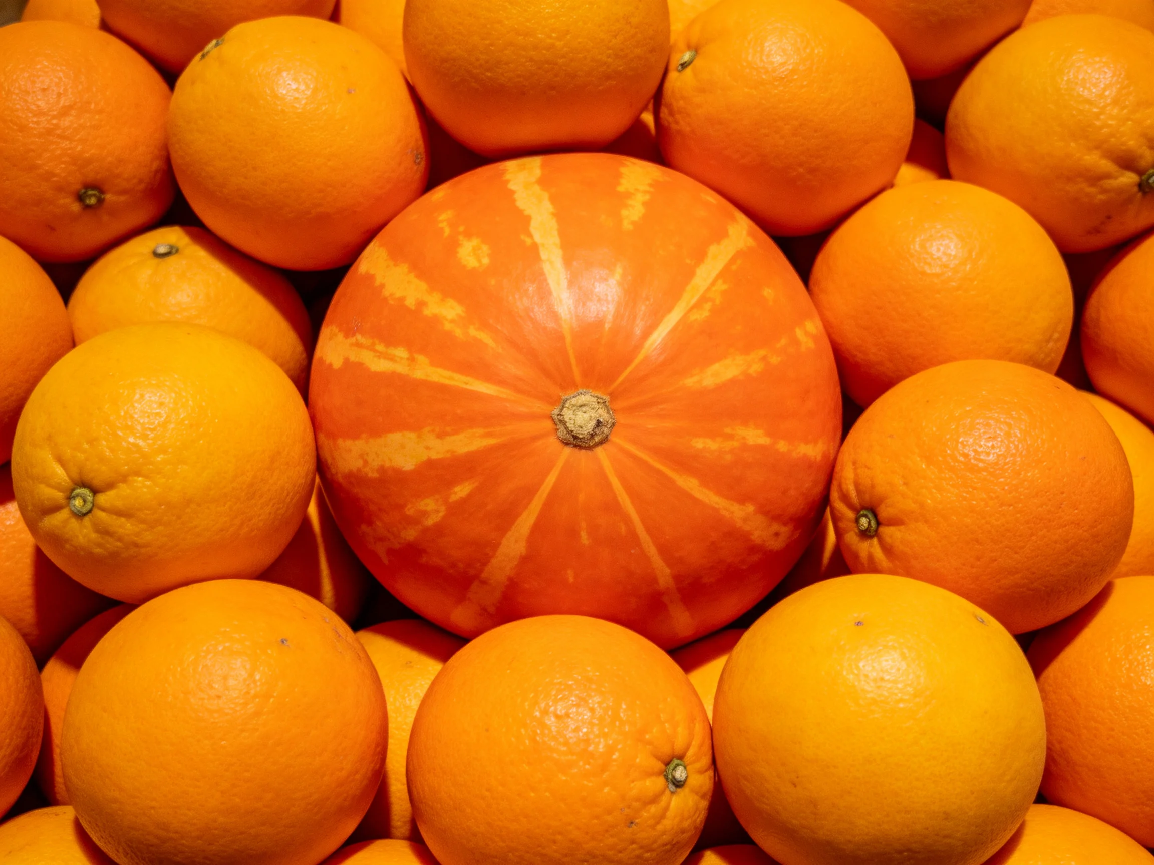 A central striped orange pumpkin surrounded by numerous bright oranges