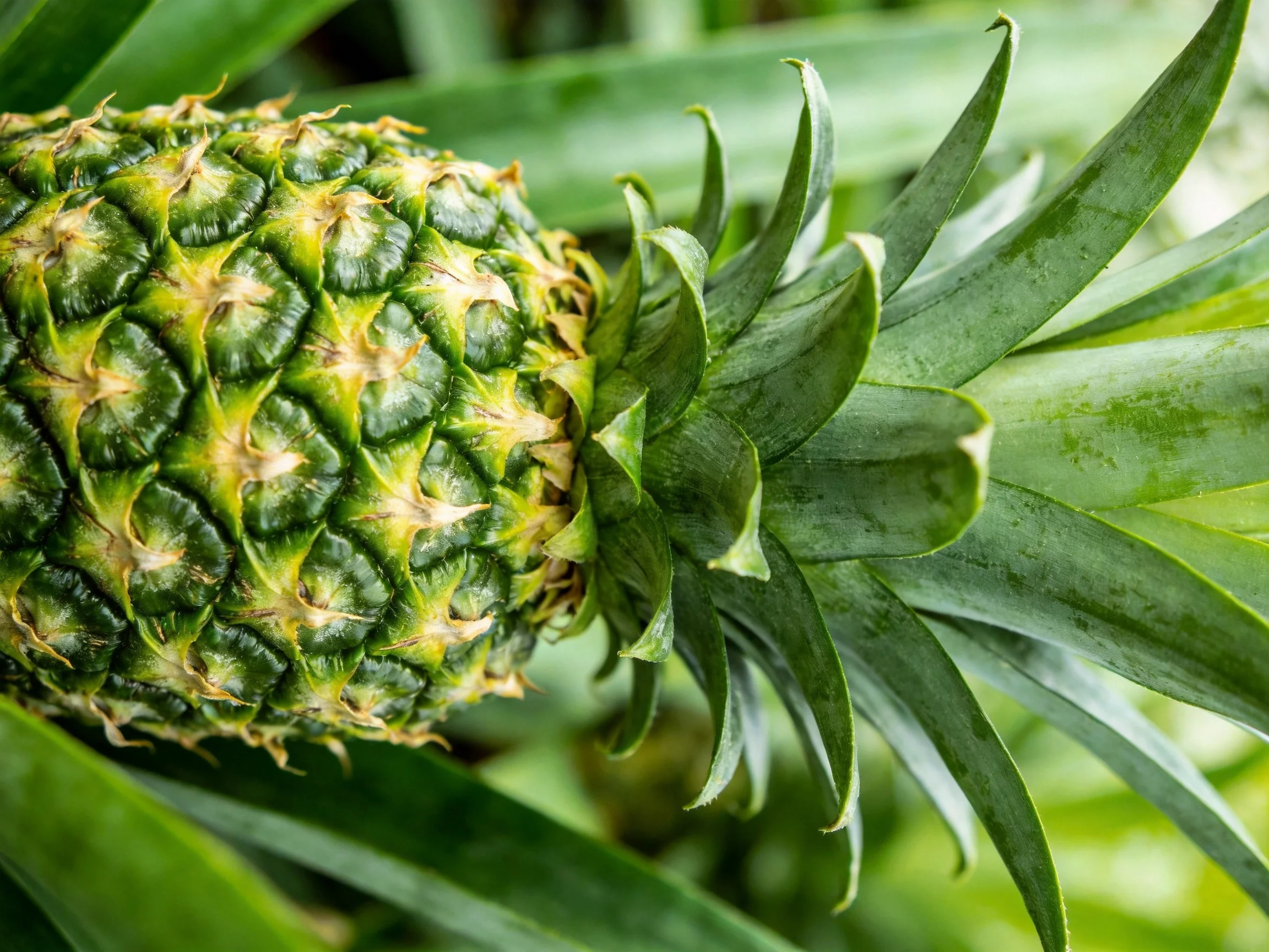 A close - up of a green pineapple with spiky leaves and dense foliage