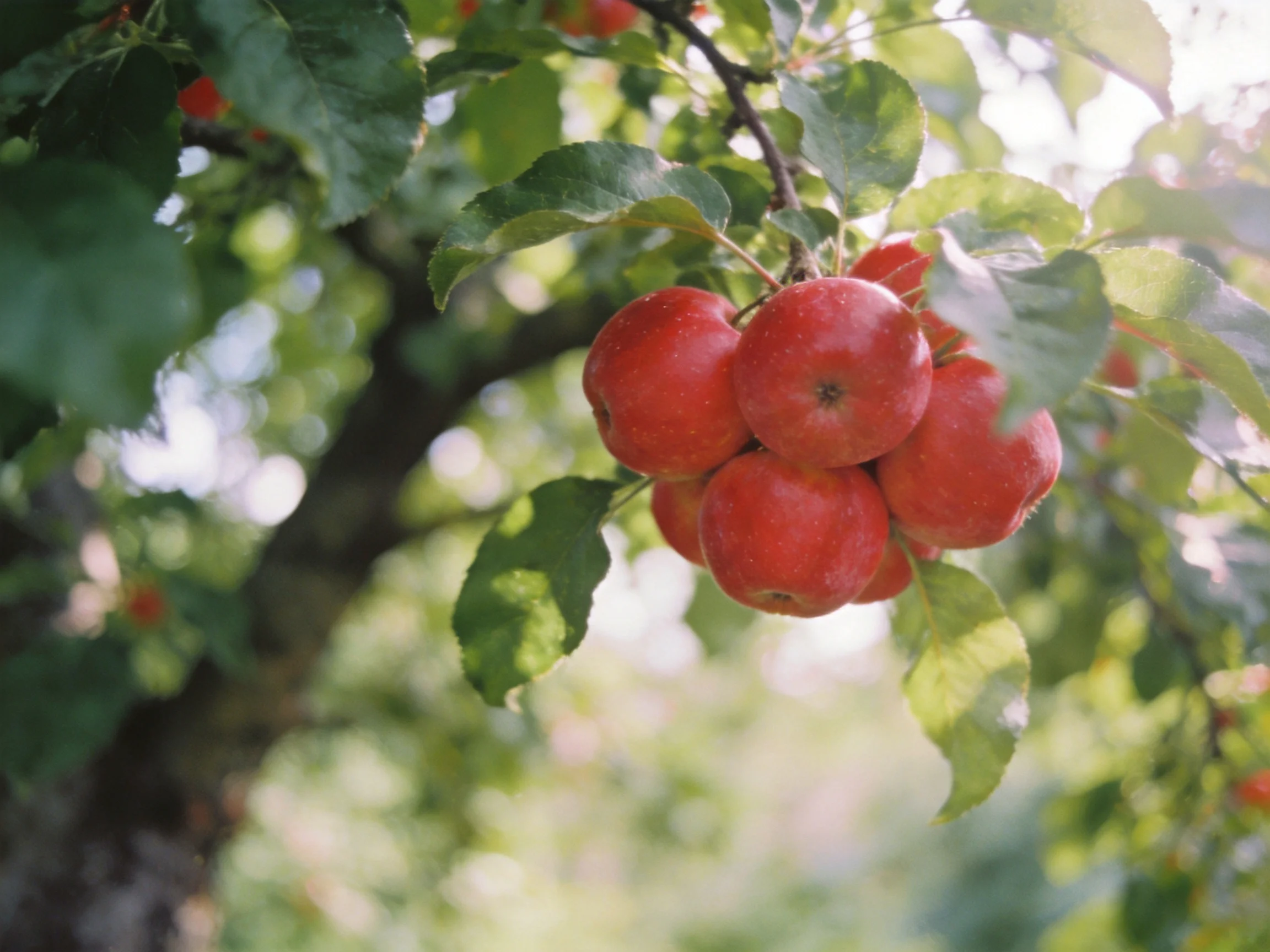 A cluster of bright red apples grows on a leafy apple tree branch
