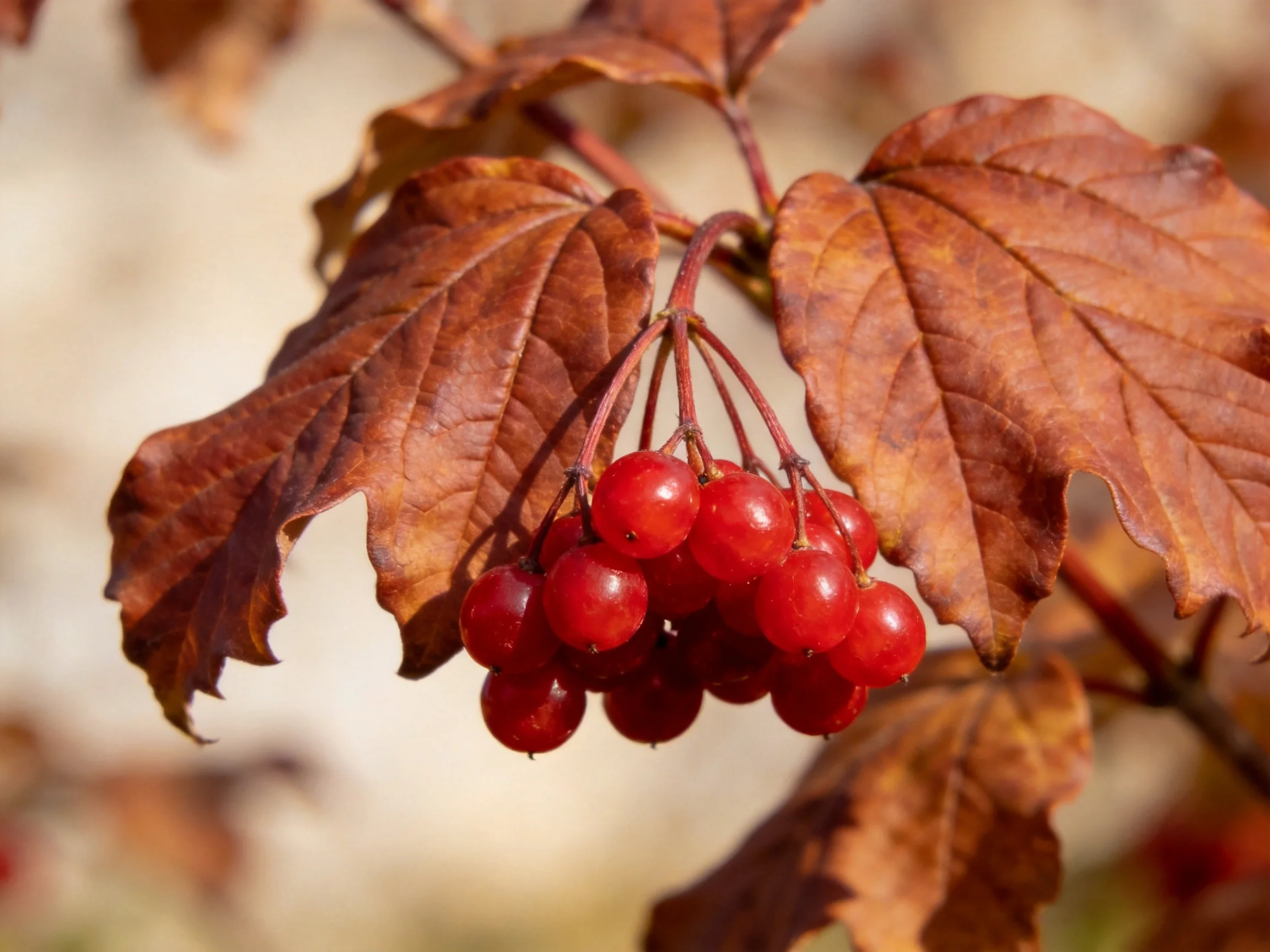 A cluster of bright red berries amid brown autumn foliage