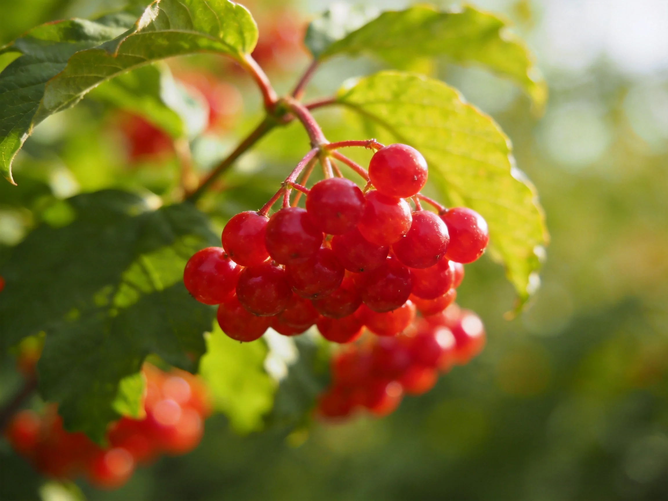 A cluster of bright red berries grows among lush green leaves