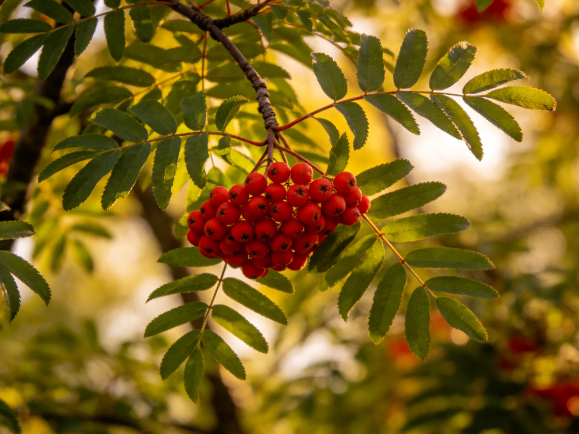 A cluster of bright red berries grows on a leafy tree branch