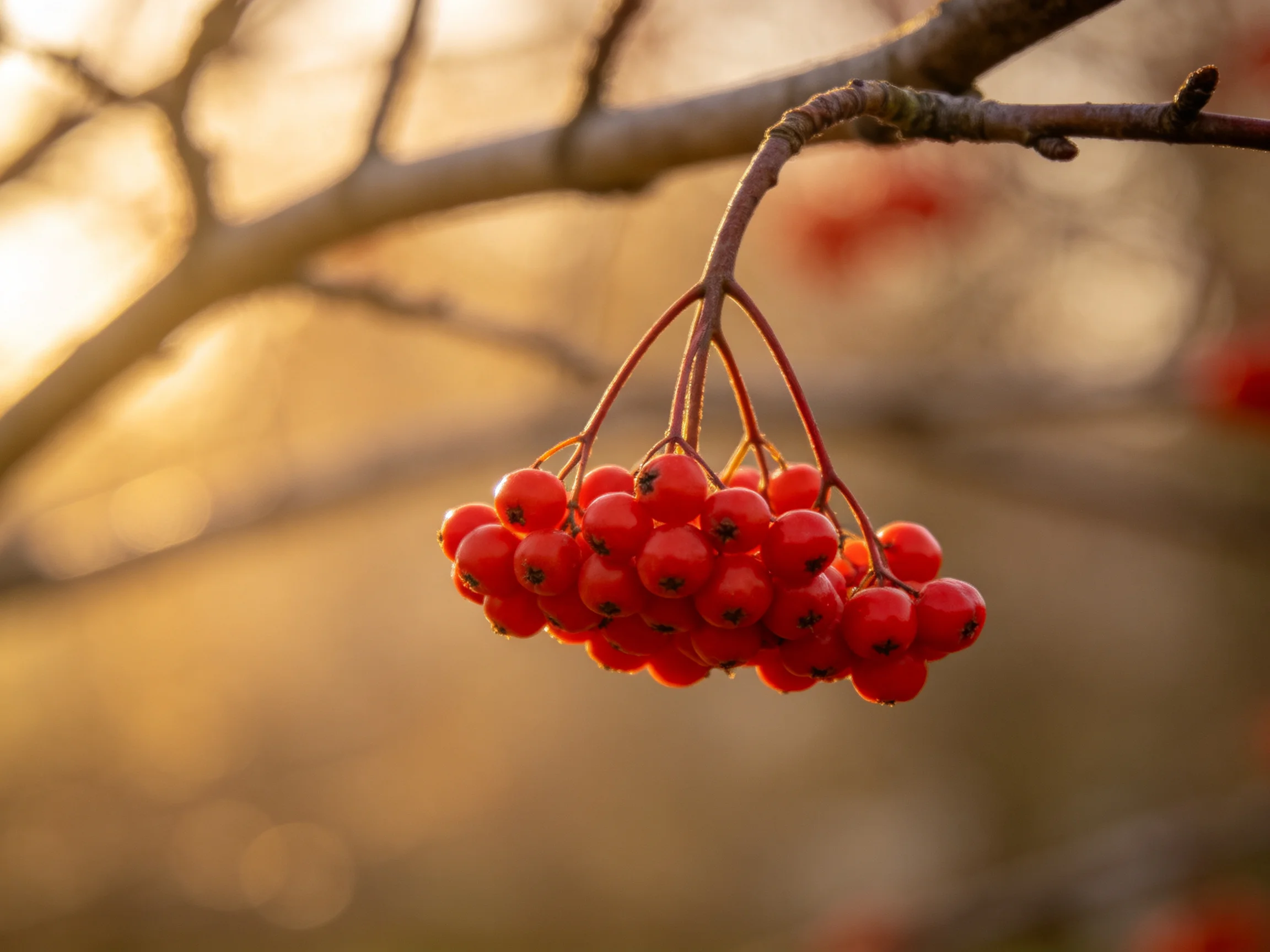 A cluster of bright red berries hangs from a branch in golden light.