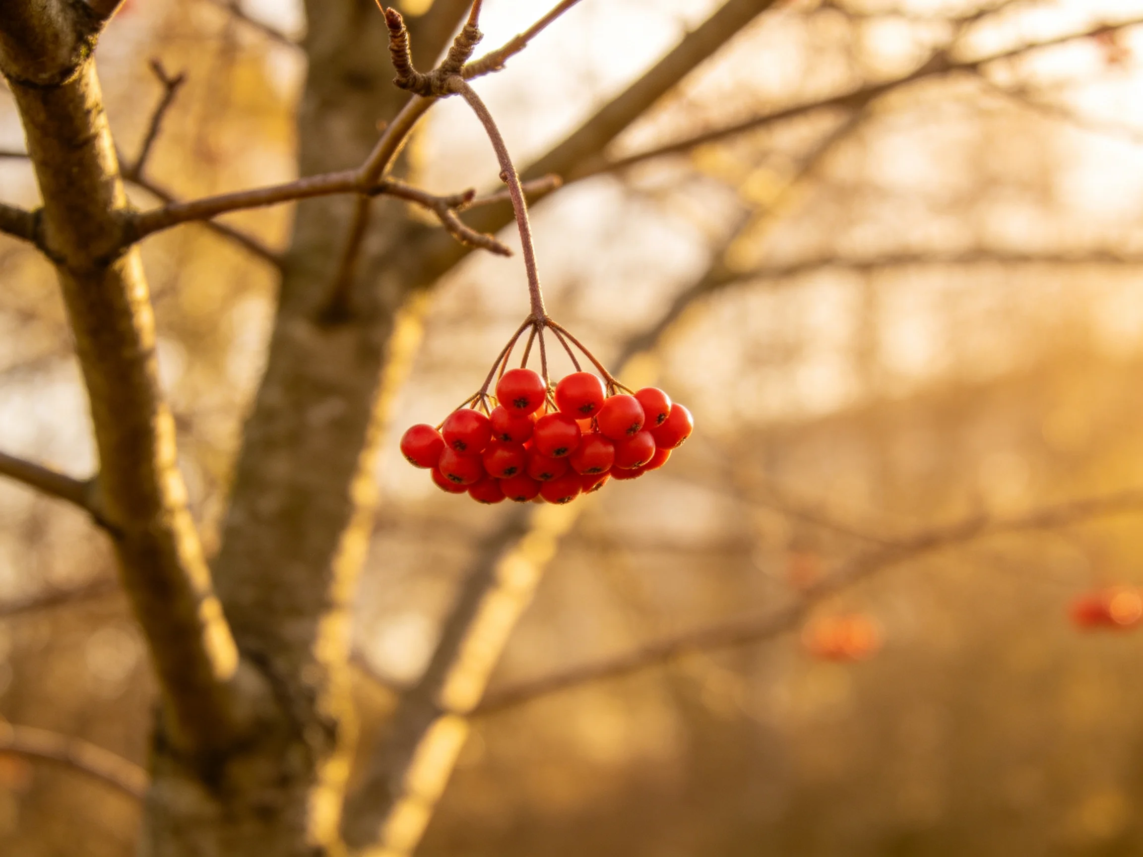 A cluster of bright red berries hangs from a tree branch