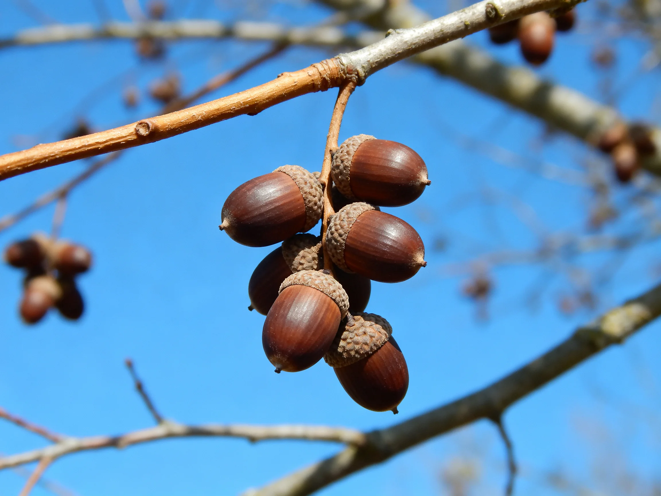 A cluster of brown acorns hangs from a tree branch under a clear blue sky