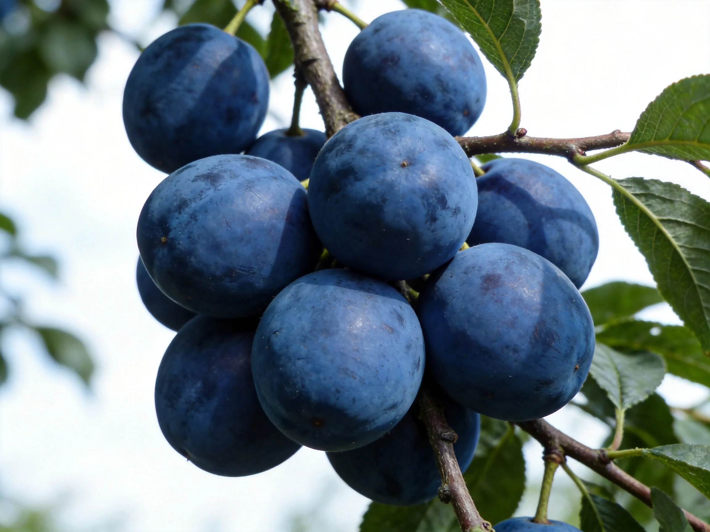 A cluster of dark blue plums hangs from a tree branch