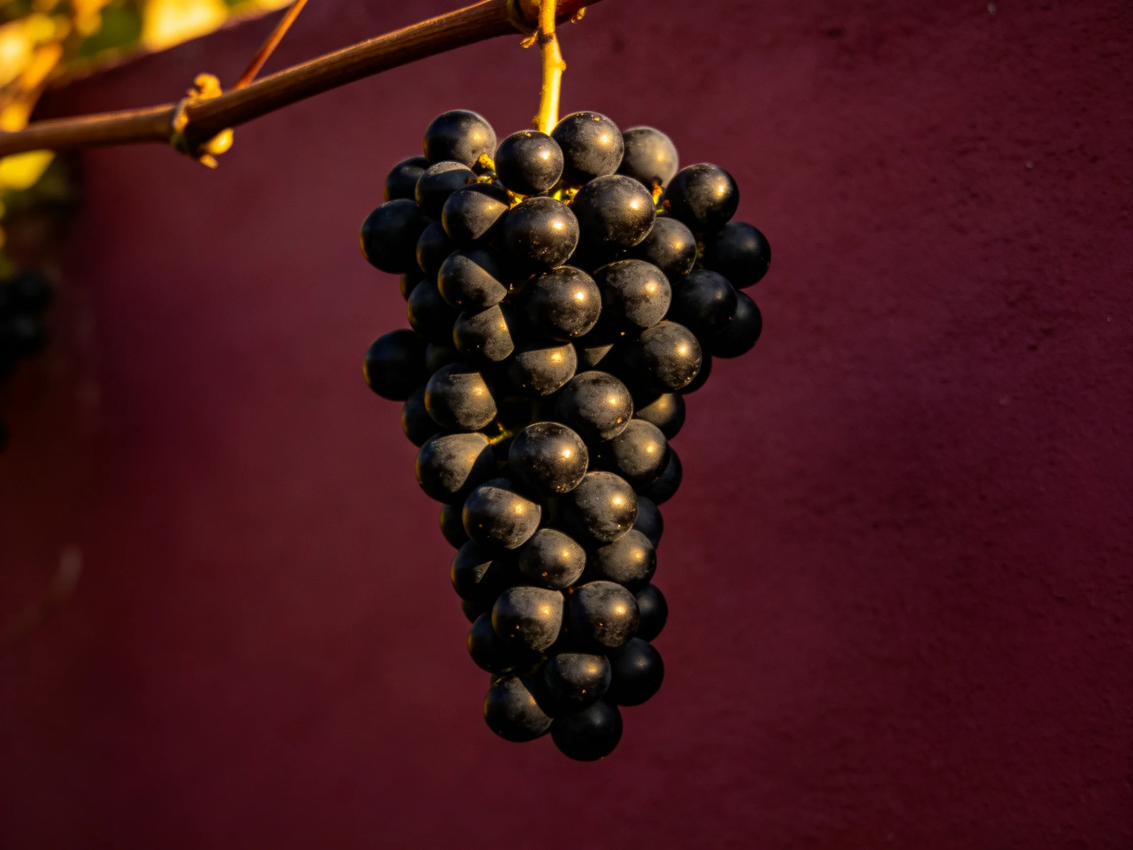A cluster of dark purple grapes hangs from a vine against a burgundy wall