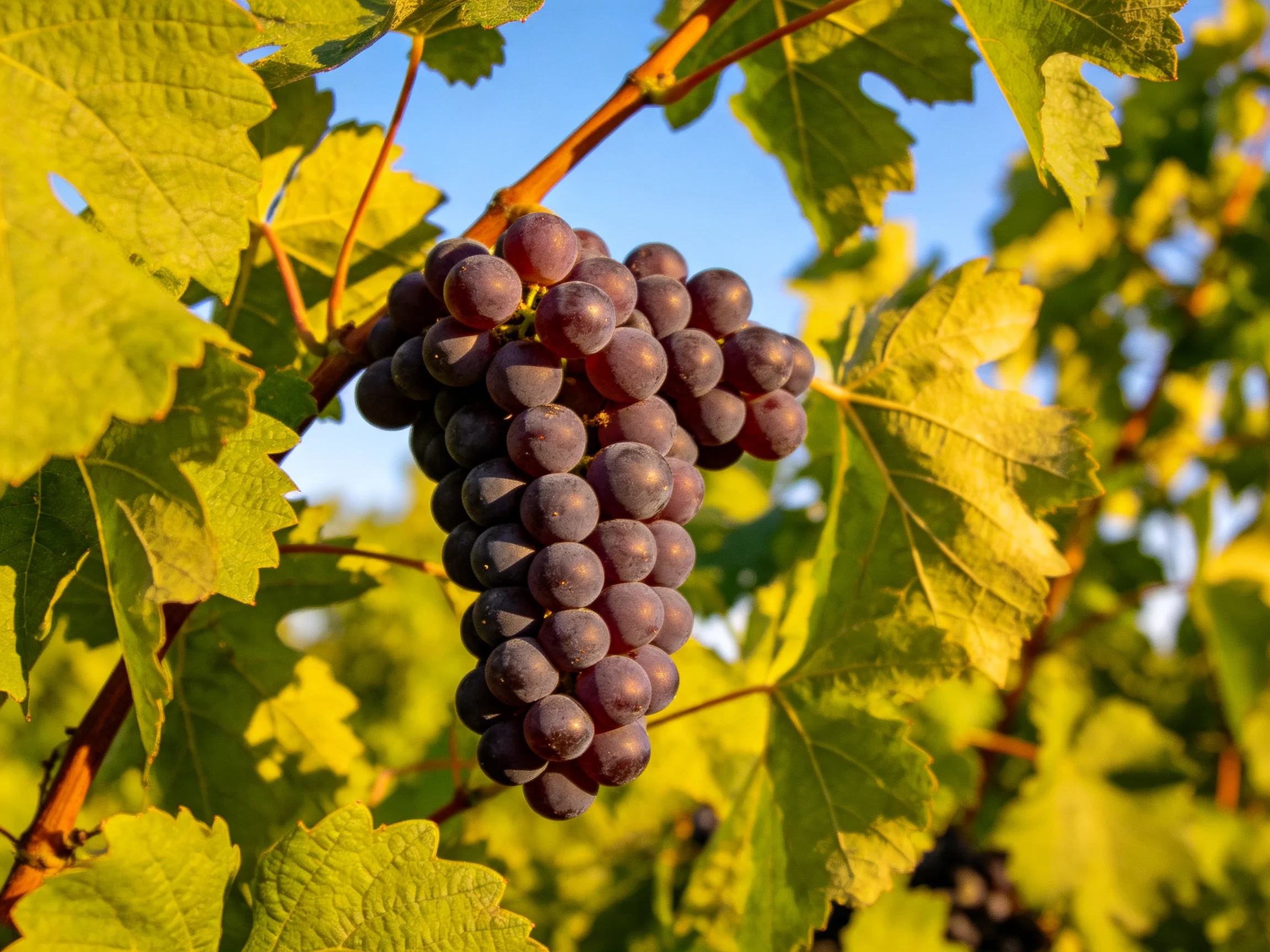 A cluster of deep purple grapes hangs among vibrant green grapevine leaves