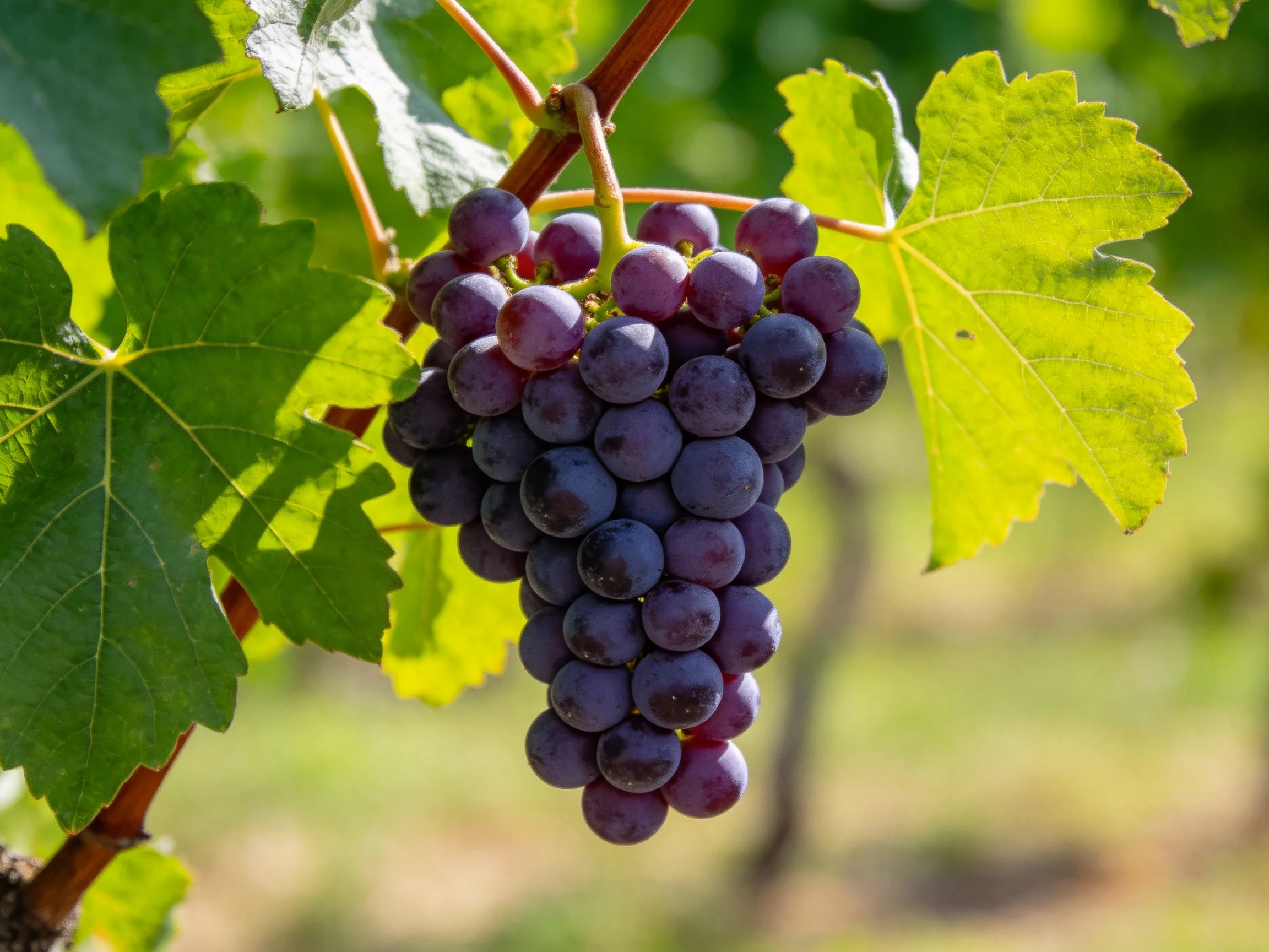 A cluster of deep purple grapes hangs among vibrant green leaves