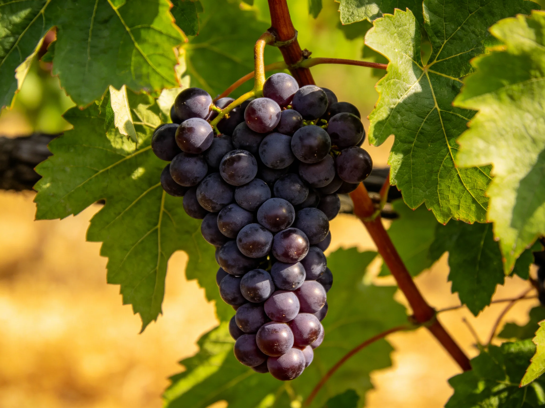 A cluster of deep purple grapes hangs among vibrant green leaves