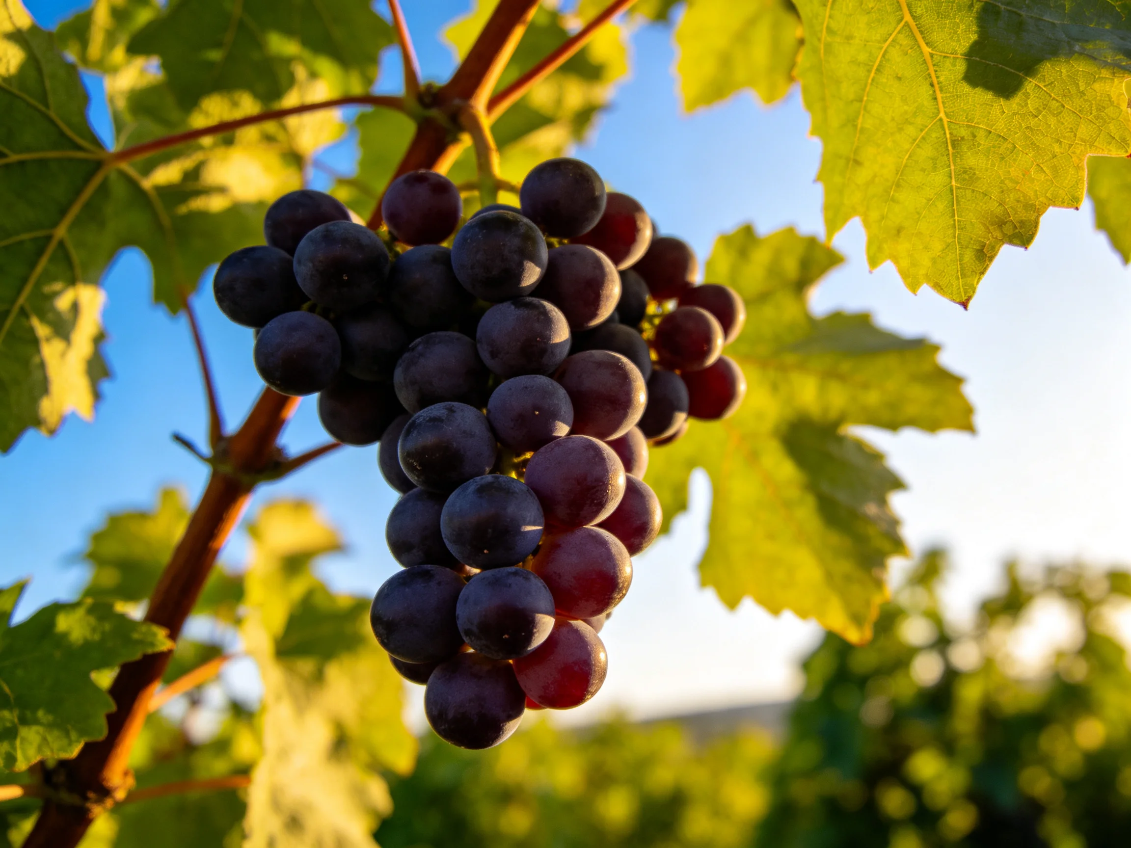A cluster of deep purple grapes hangs from a vine amid golden leaves