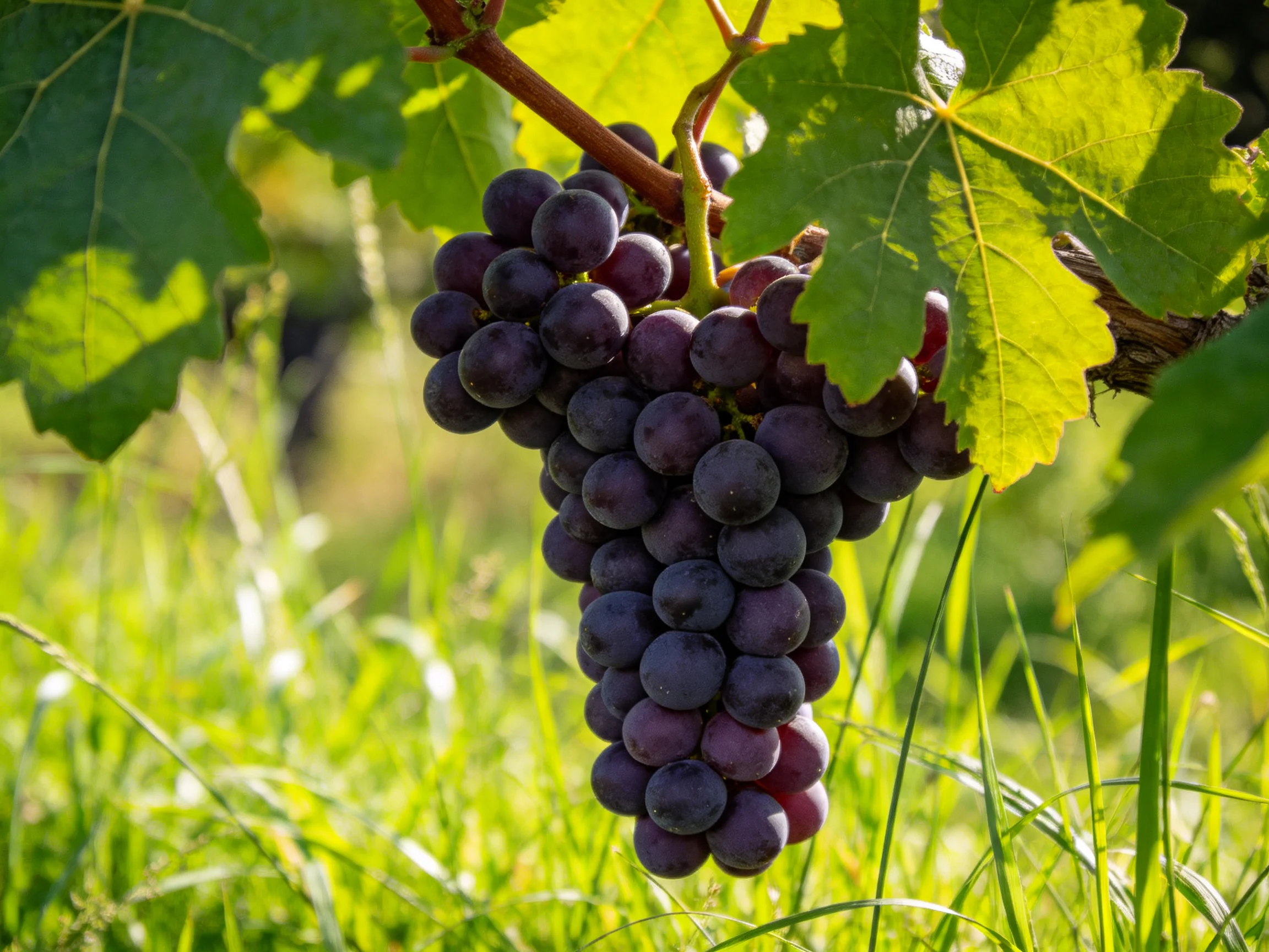 A cluster of deep purple grapes hangs from a vine amid lush green foliage
