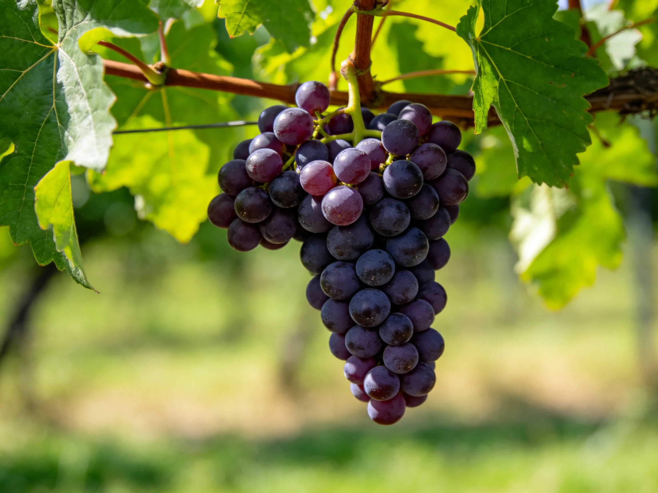 A cluster of deep purple grapes hangs from a vine amid lush green foliage
