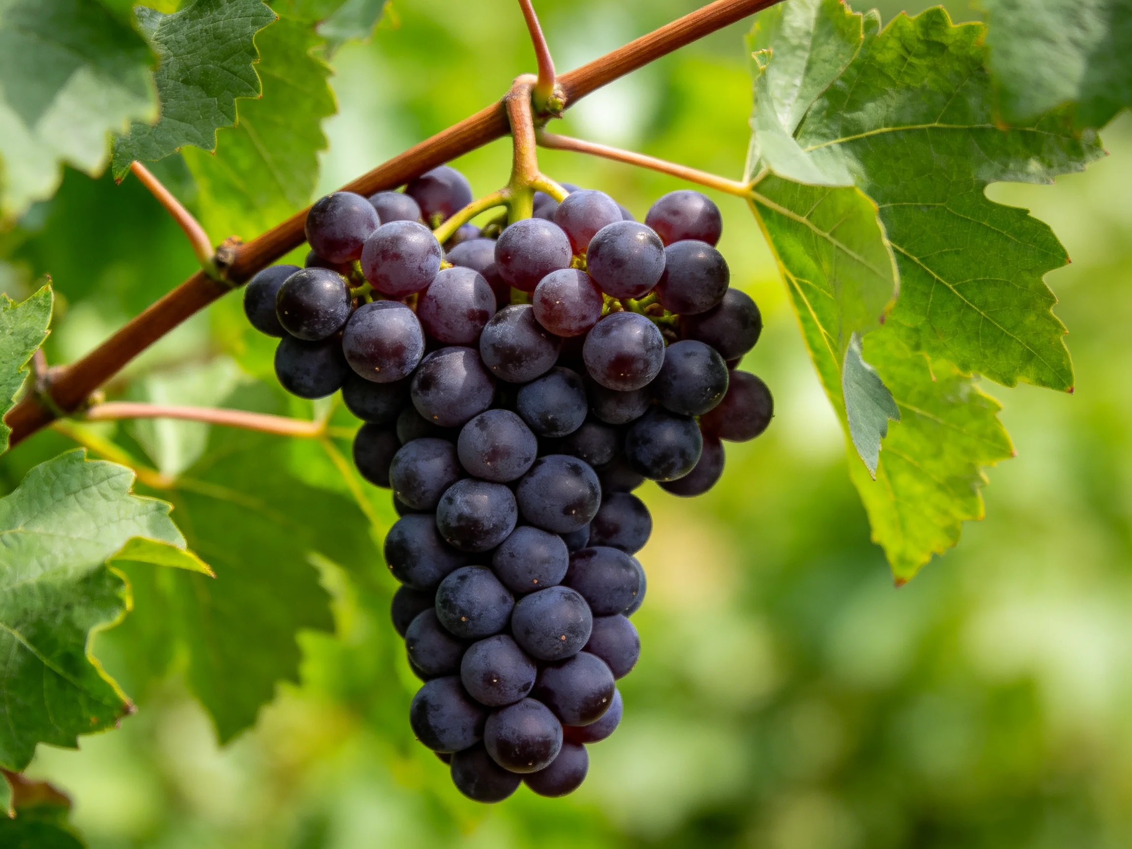 A cluster of deep purple grapes hangs from a vine amid lush green foliage.