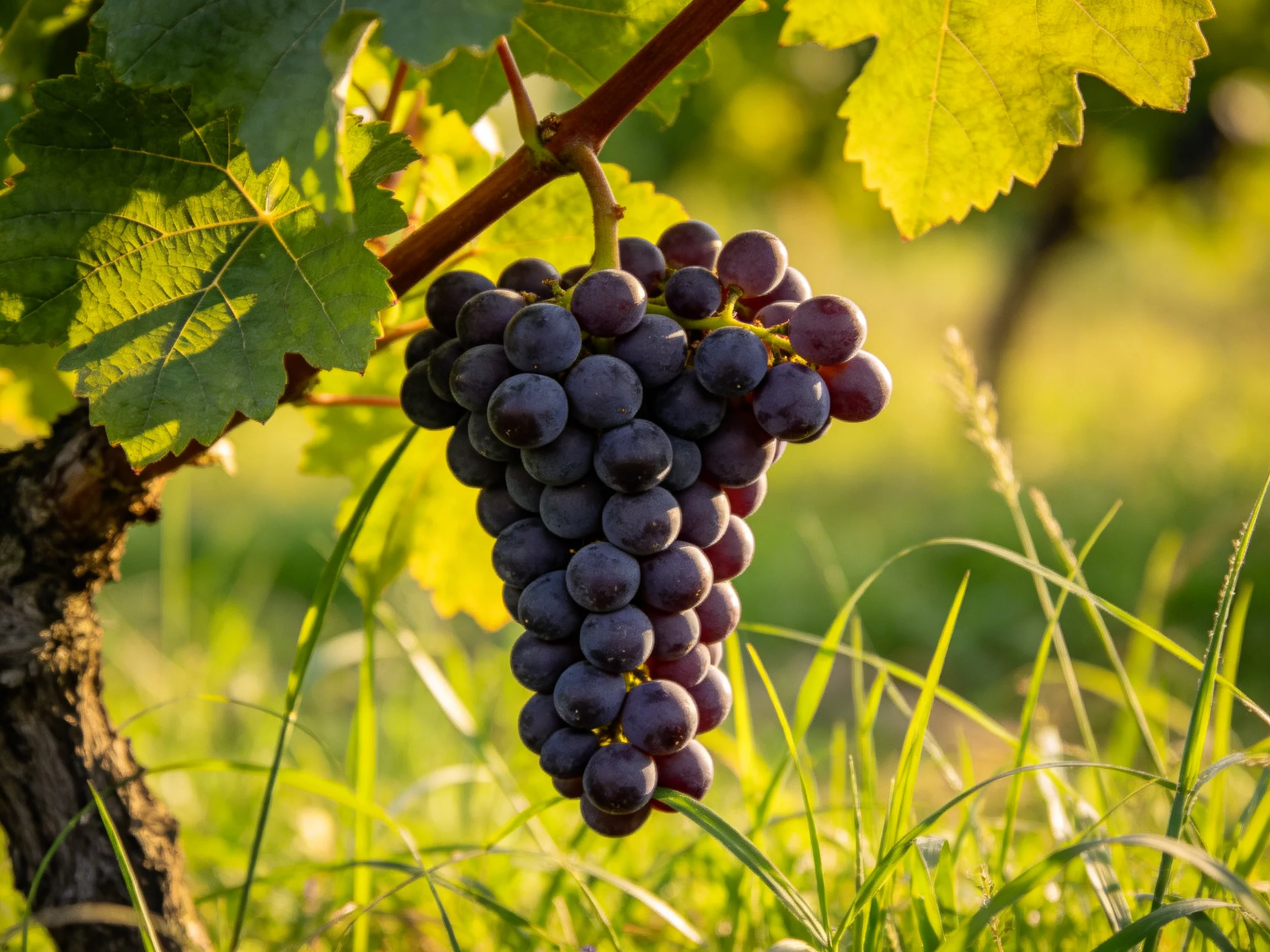A cluster of deep purple grapes hangs from a vine amid lush green foliage.