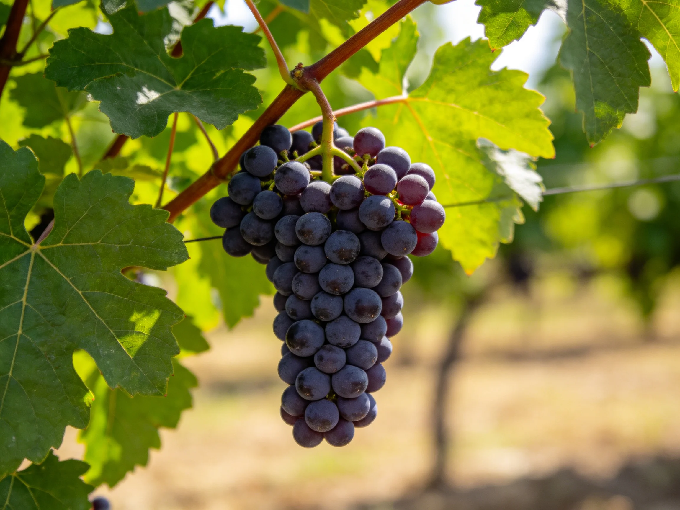 A cluster of deep purple grapes hangs from a vine amidst lush green foliage