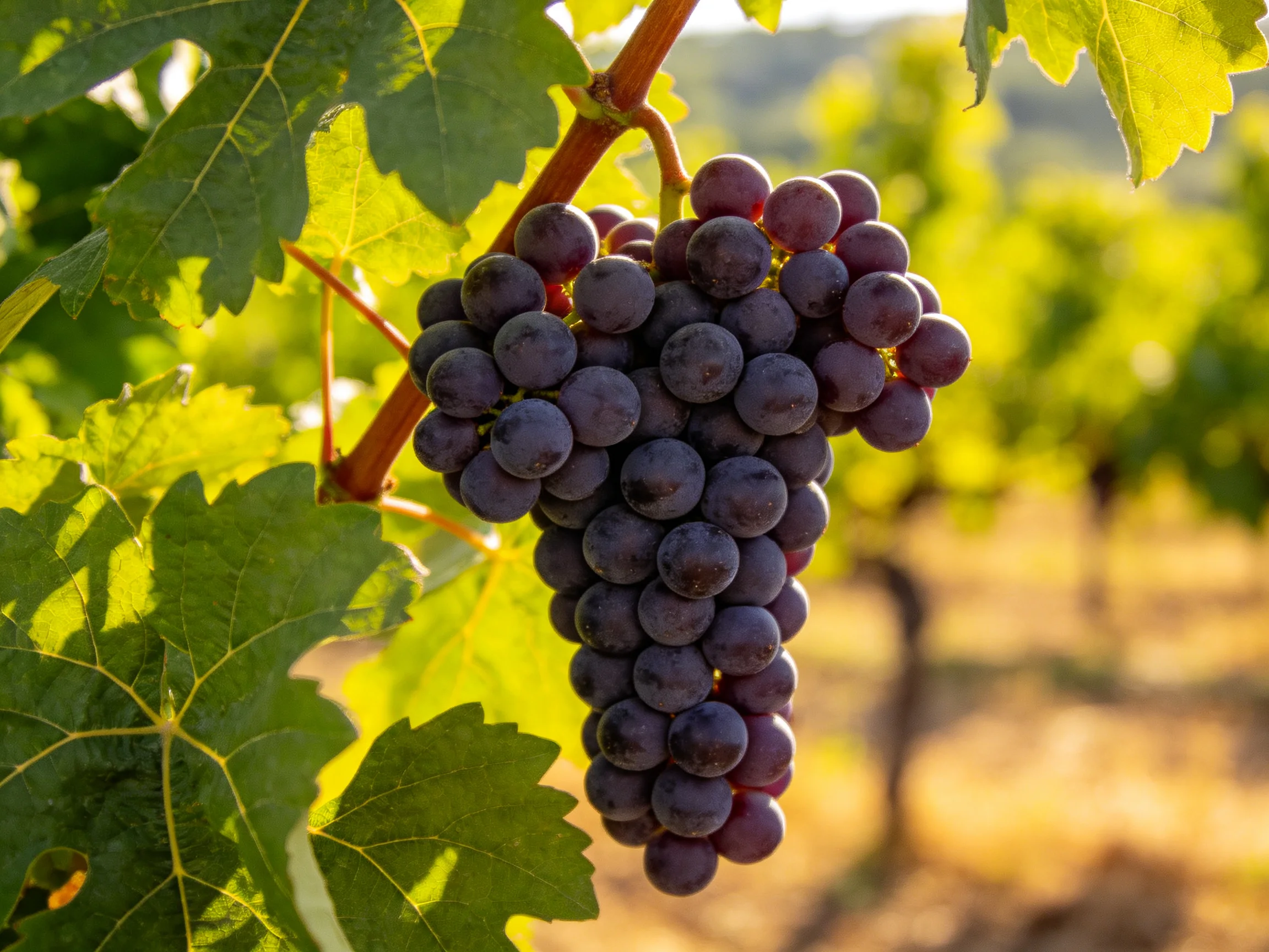 A cluster of deep purple grapes hangs from a vine amidst lush green foliage.