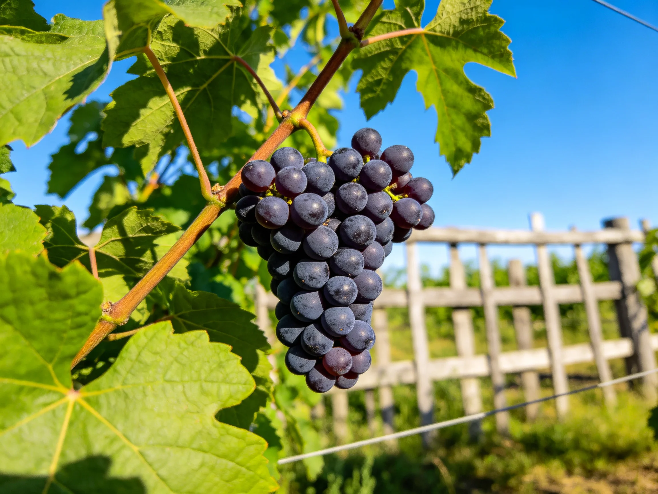A cluster of deep purple grapes hangs from a vine near a wooden fence