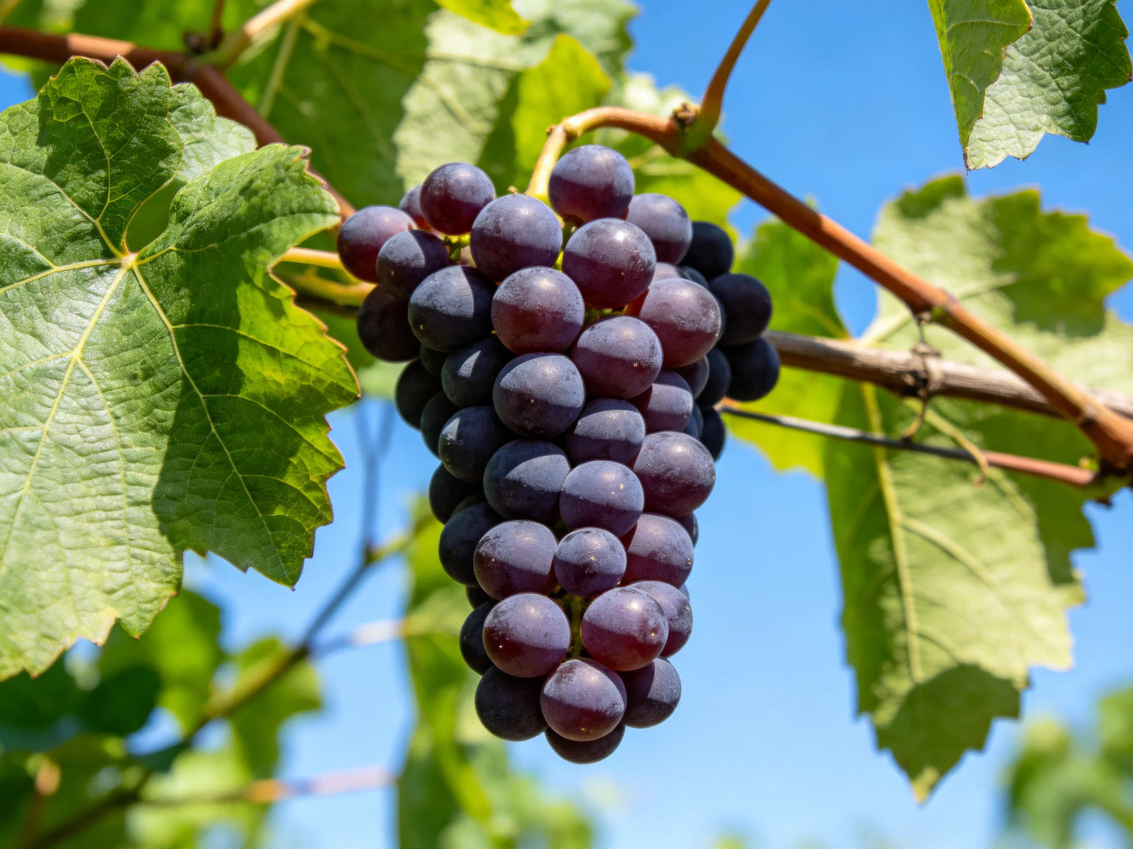 A cluster of deep purple grapes hangs from a vine with green leaves