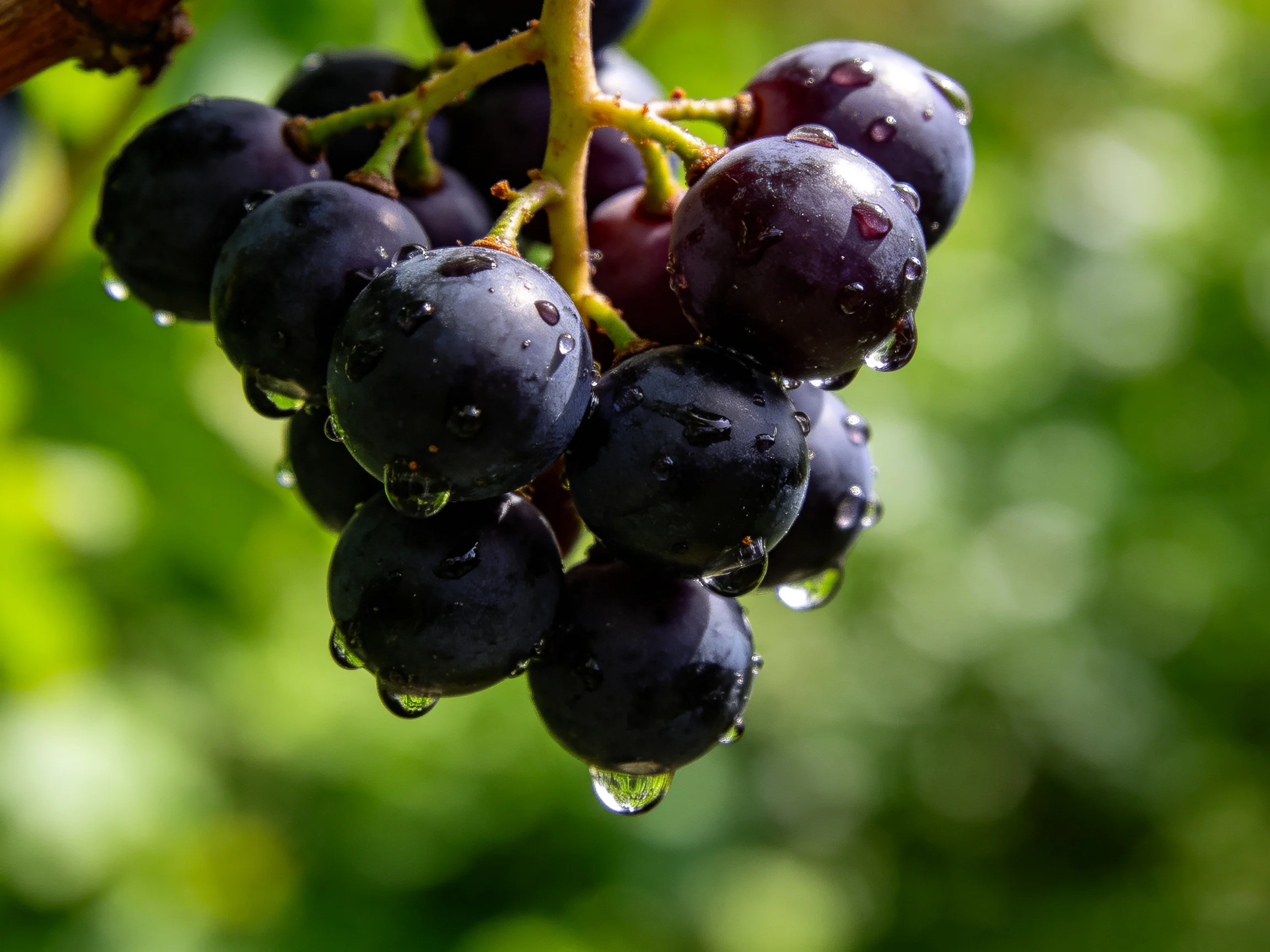 A cluster of deep purple grapes with glistening water droplets