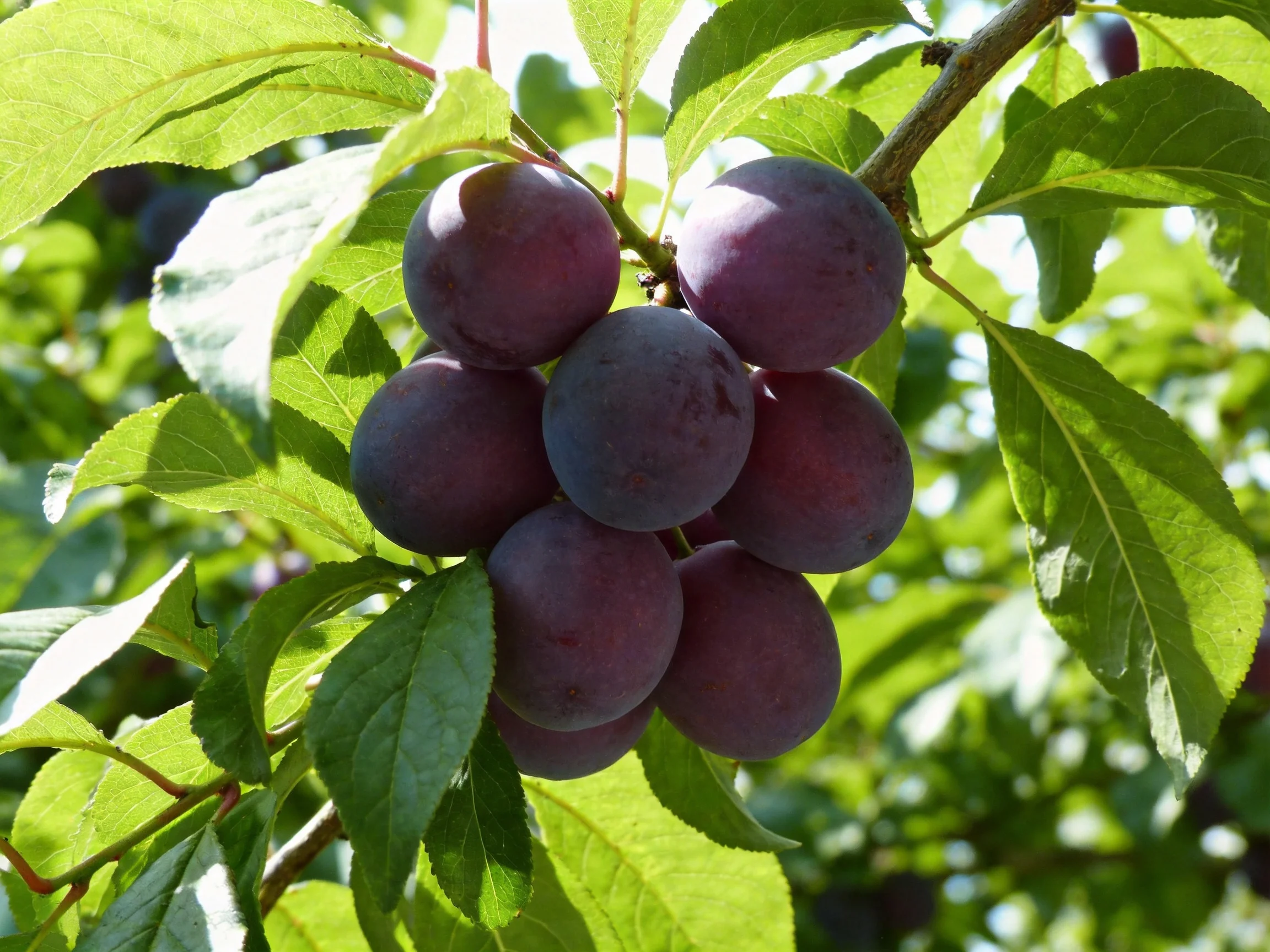 A cluster of deep purple plums hangs from a leafy branch