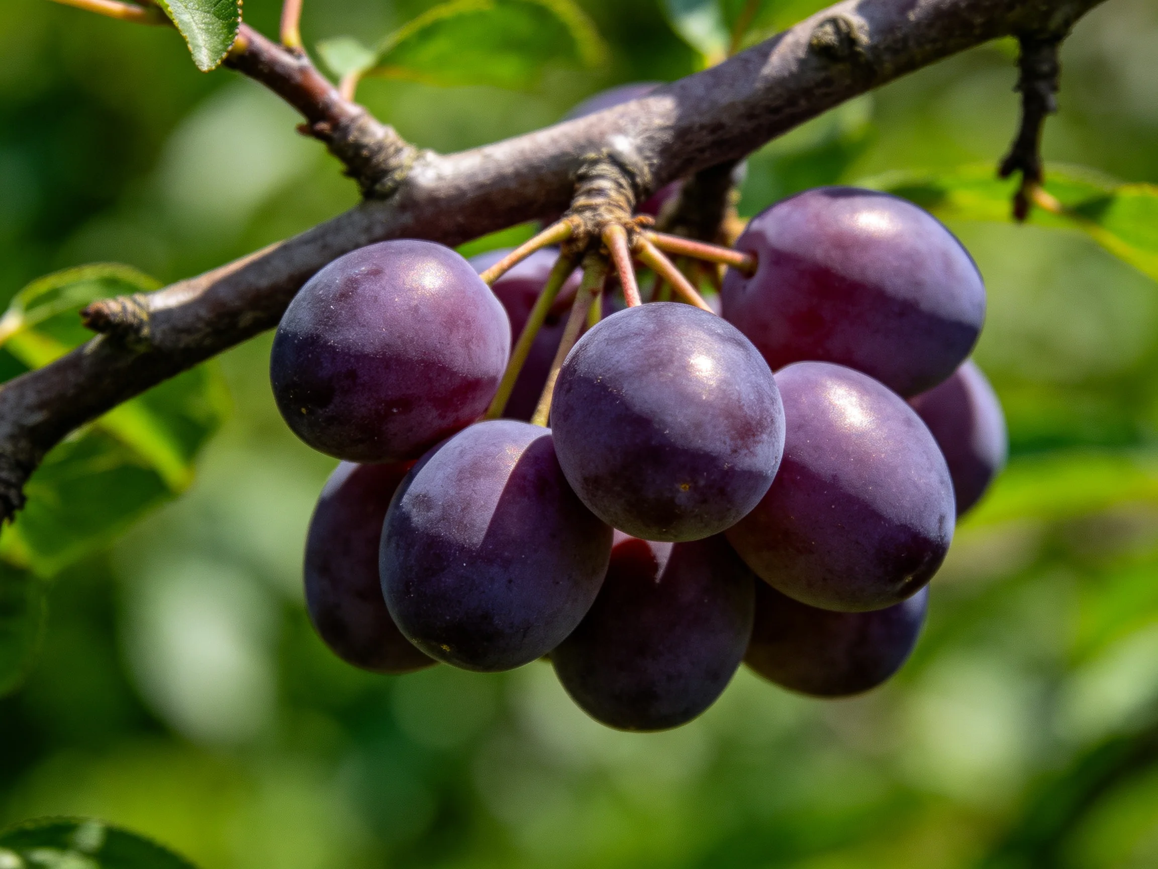 A cluster of deep purple plums hangs from a tree branch