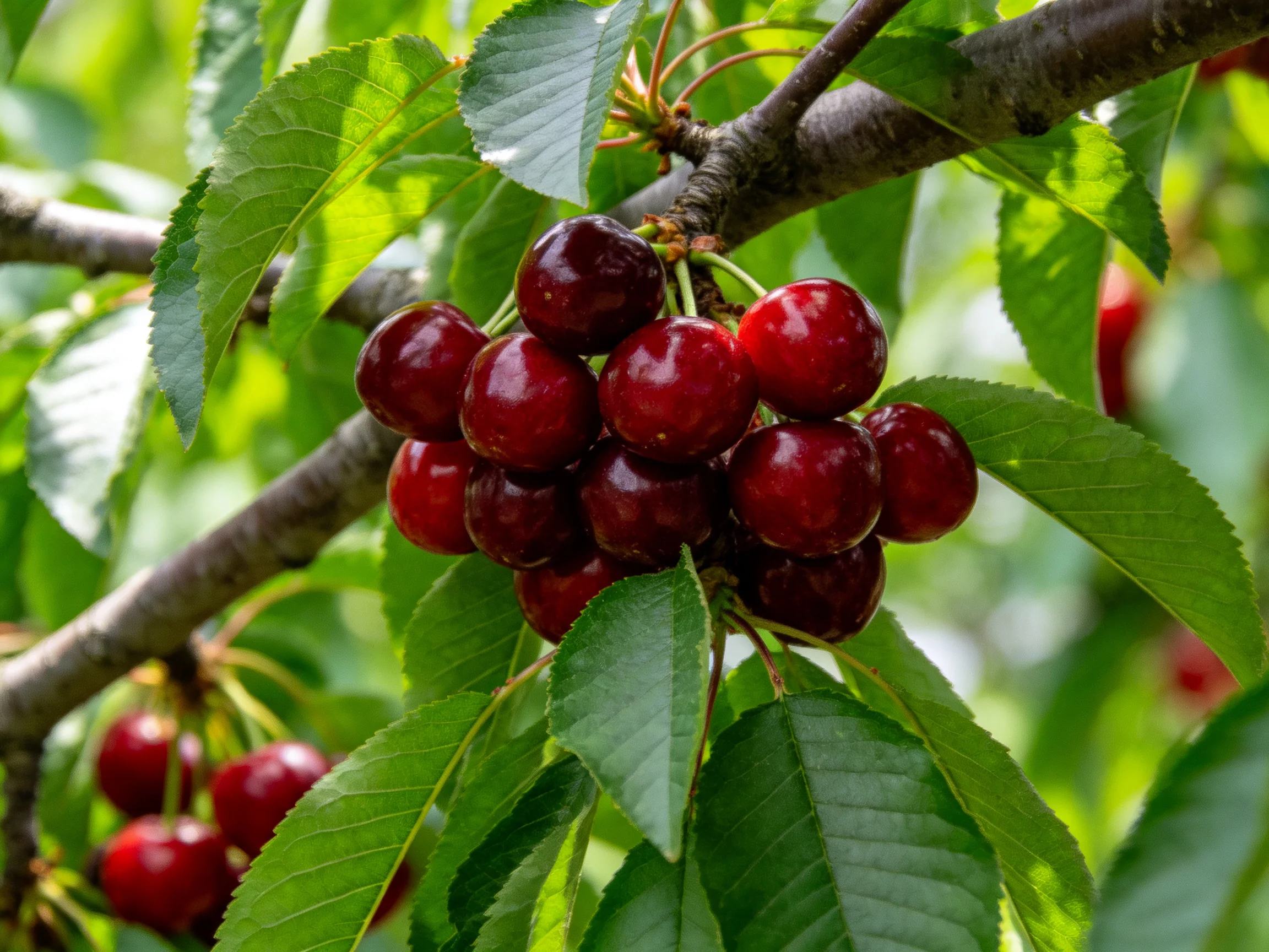 A cluster of deep red cherries hangs from a tree branch