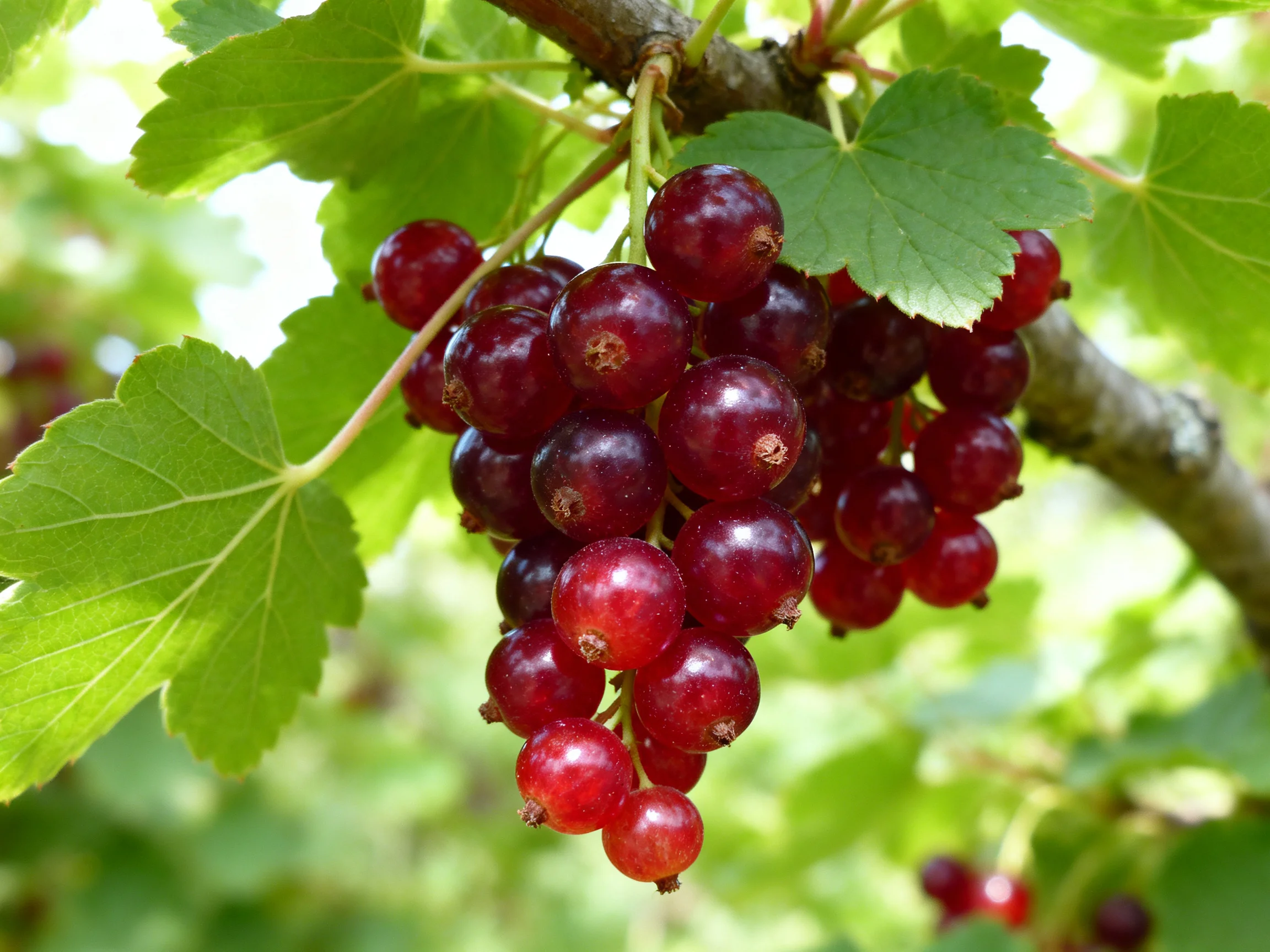 A cluster of deep red currants hangs from a branch with vibrant green leaves