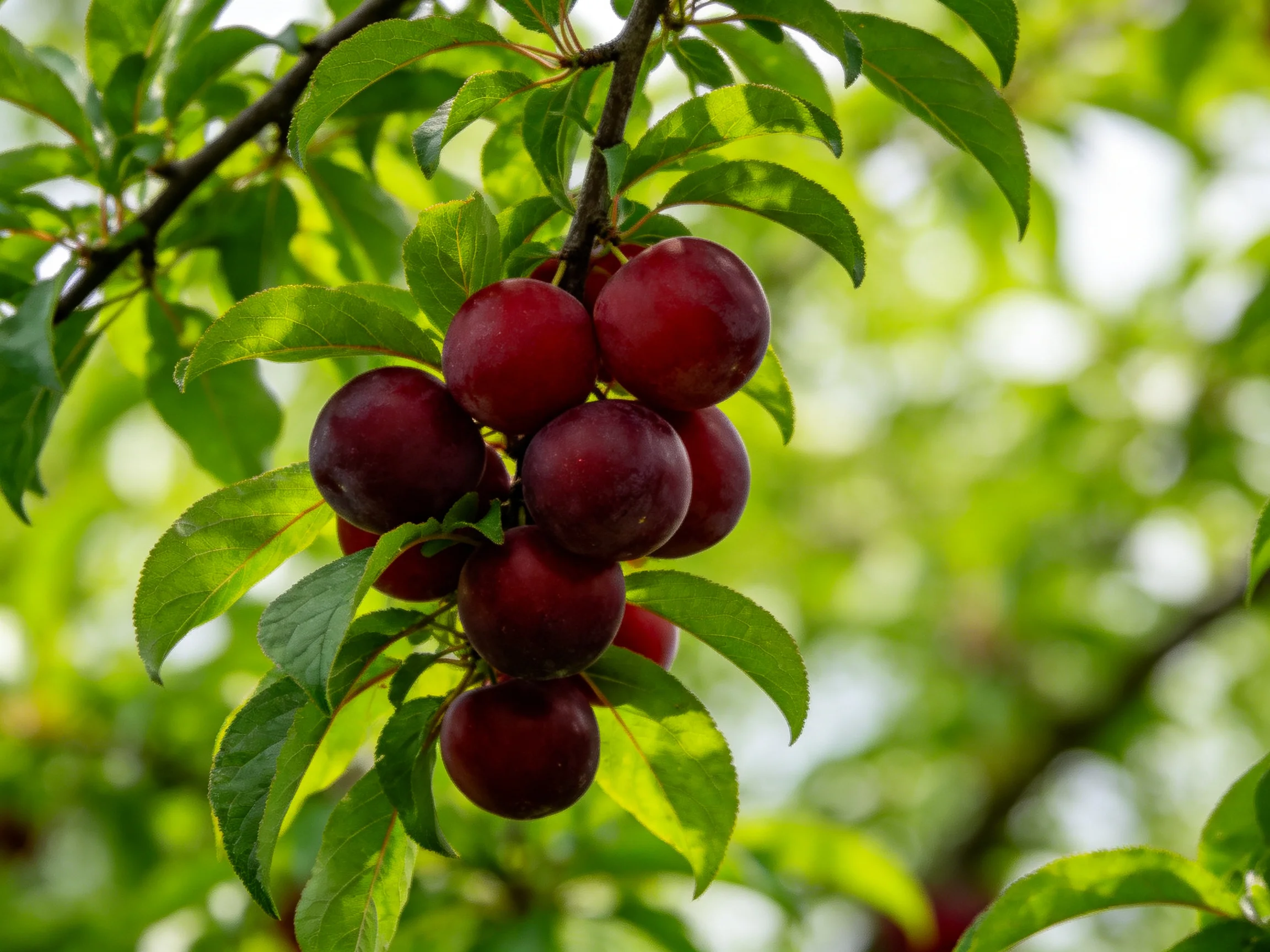 A cluster of deep red plums hangs from a tree branch