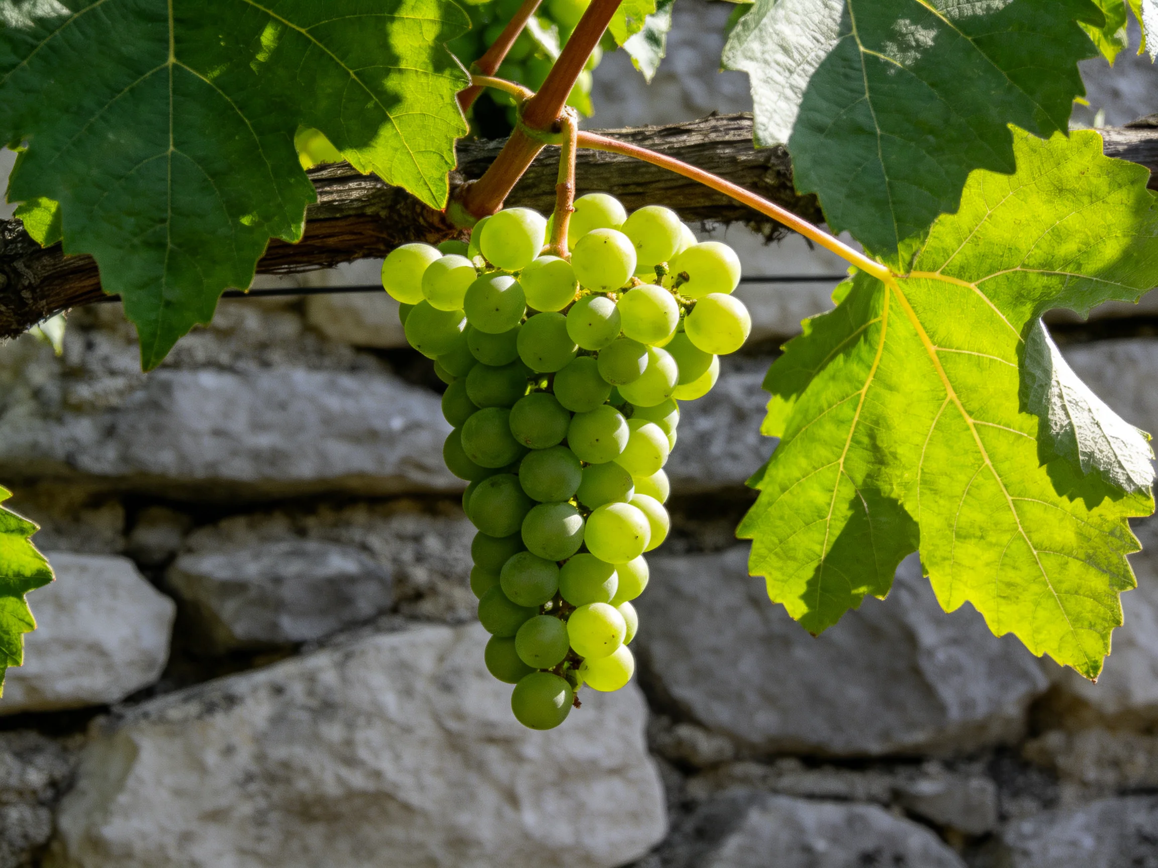 A cluster of fresh green grapes dangles from a vine amid large leaves and a stone wall