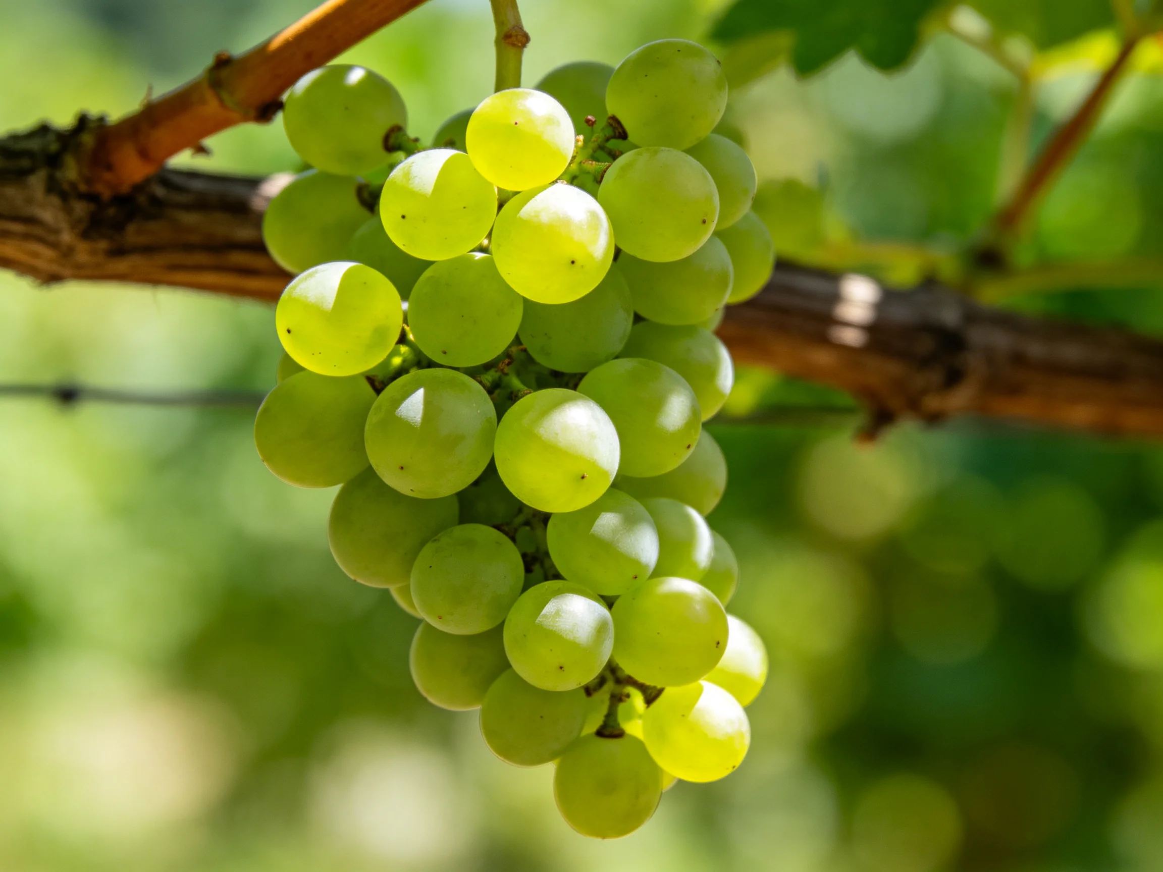A cluster of fresh green grapes hanging from a vine branch