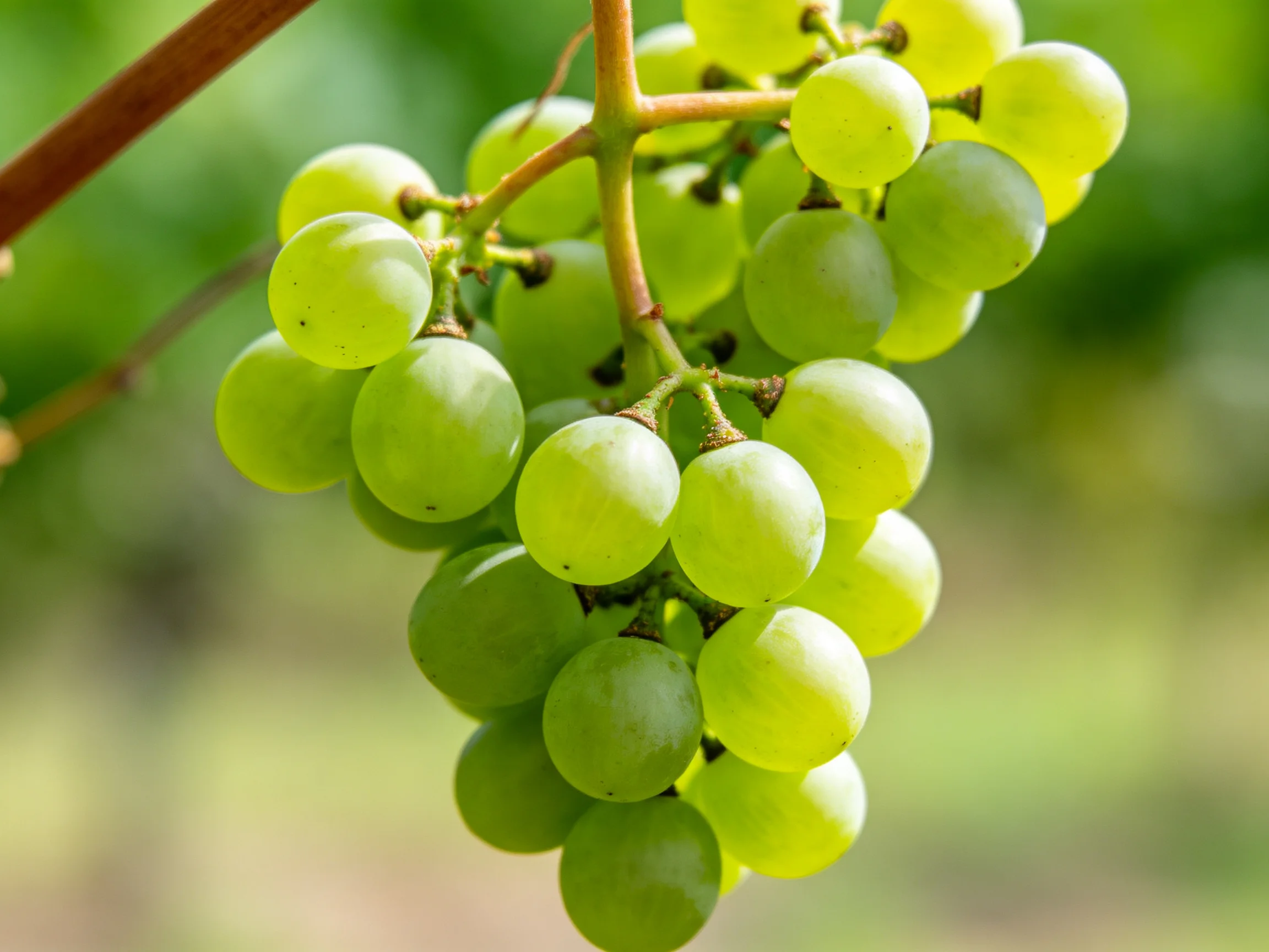 A cluster of fresh green grapes hanging from a vine