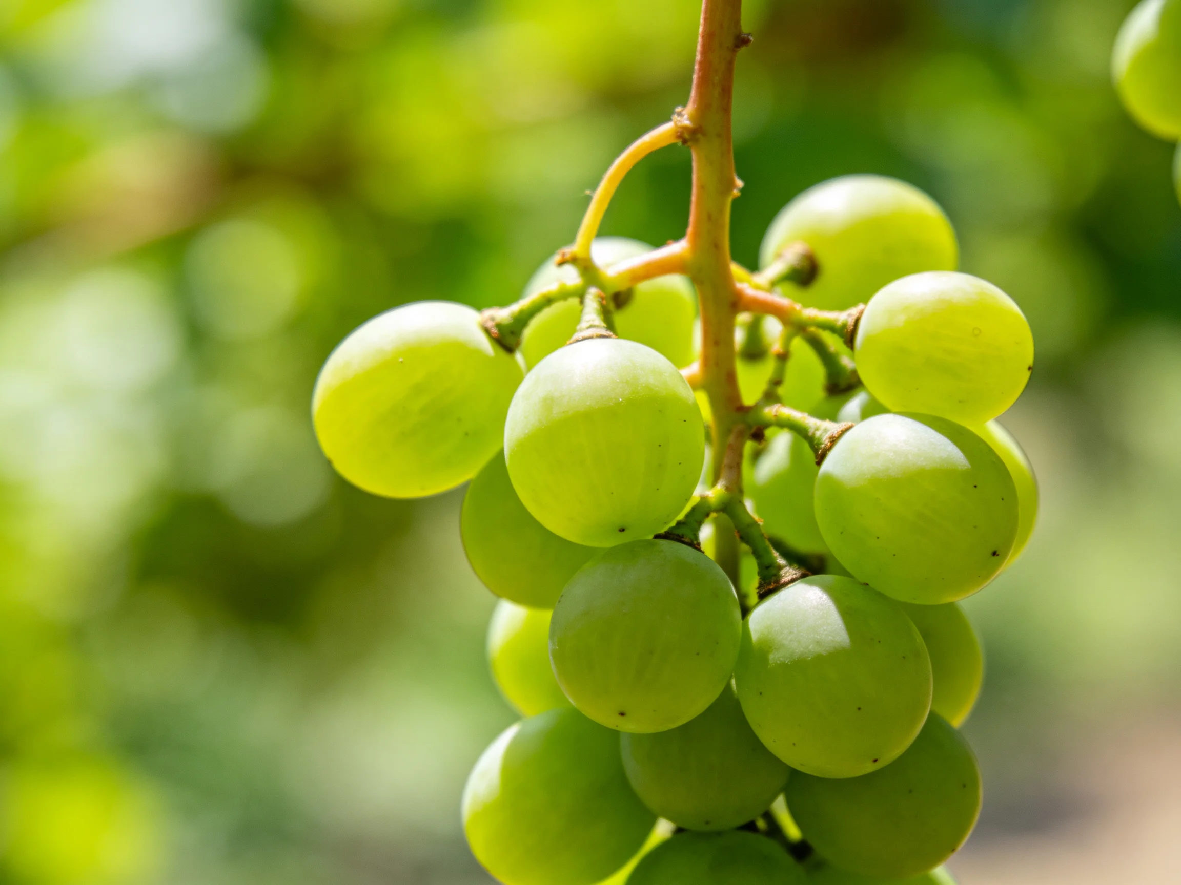 A cluster of fresh green grapes hanging from a vine