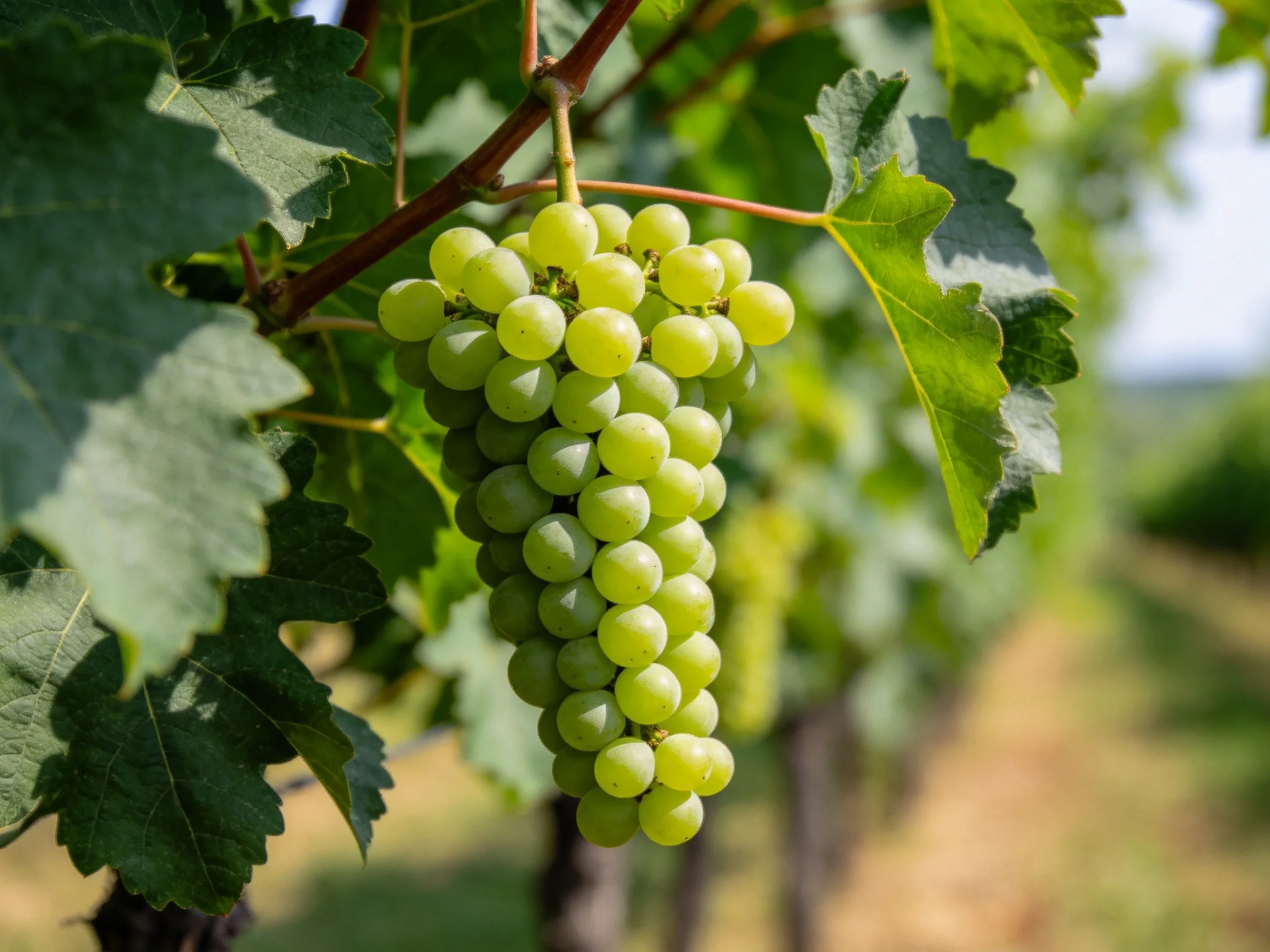 A cluster of fresh green grapes hangs from a vine amid large leaves