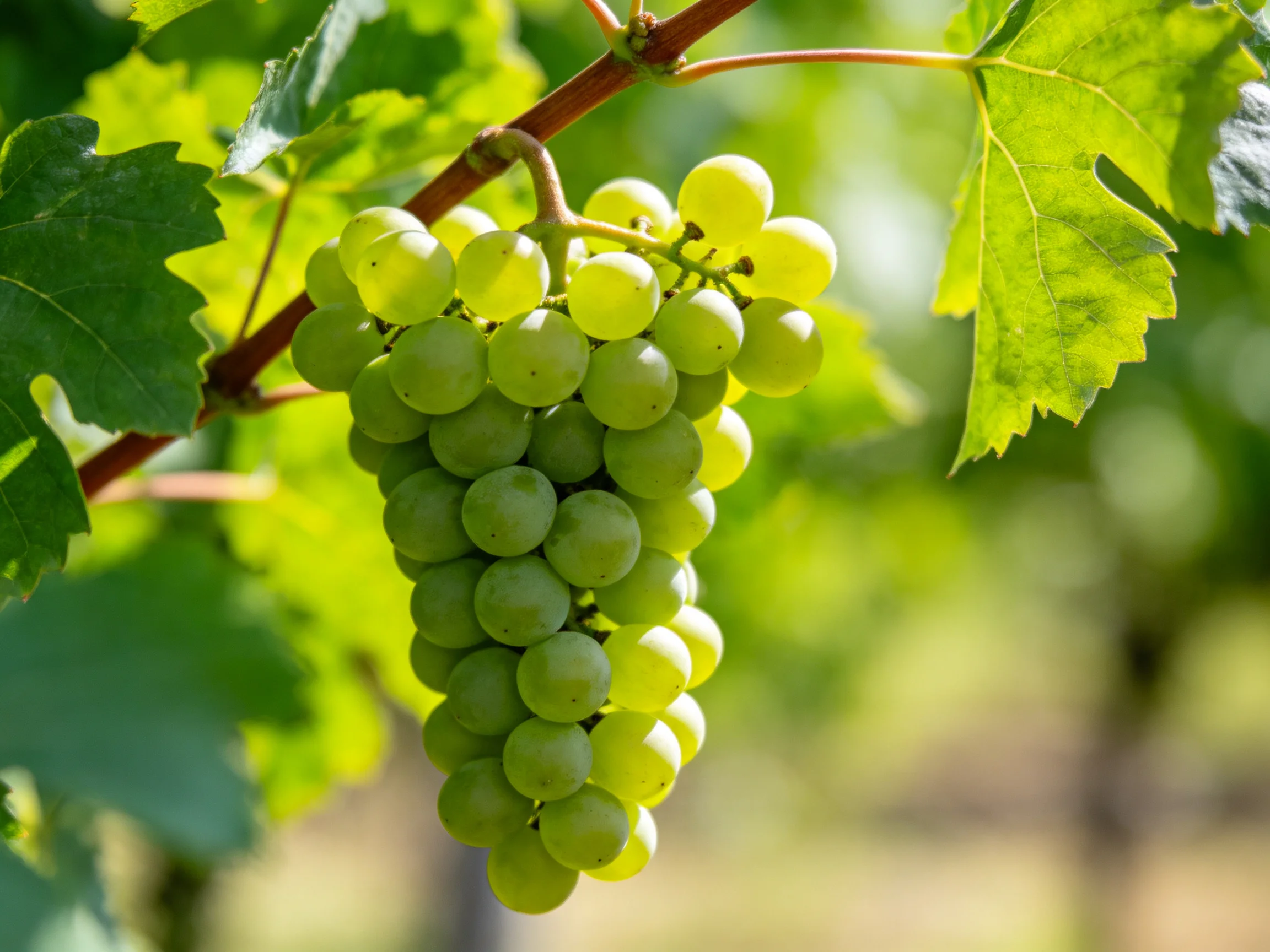 A cluster of fresh green grapes hangs from a vine amid lush foliage
