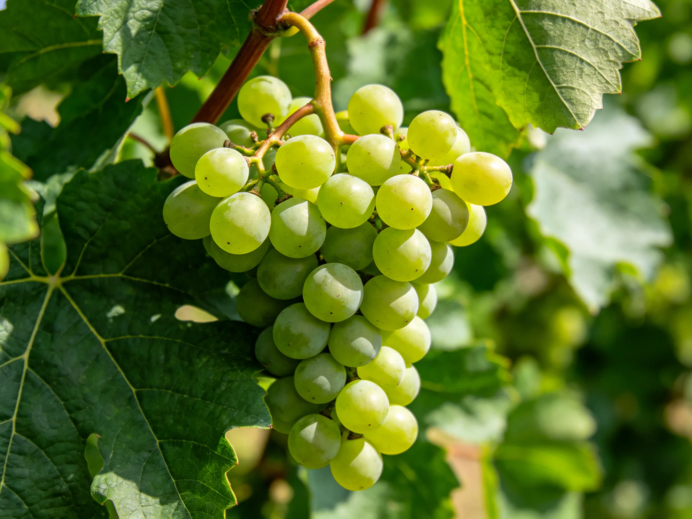A cluster of fresh green grapes hangs from a vine amid lush foliage.