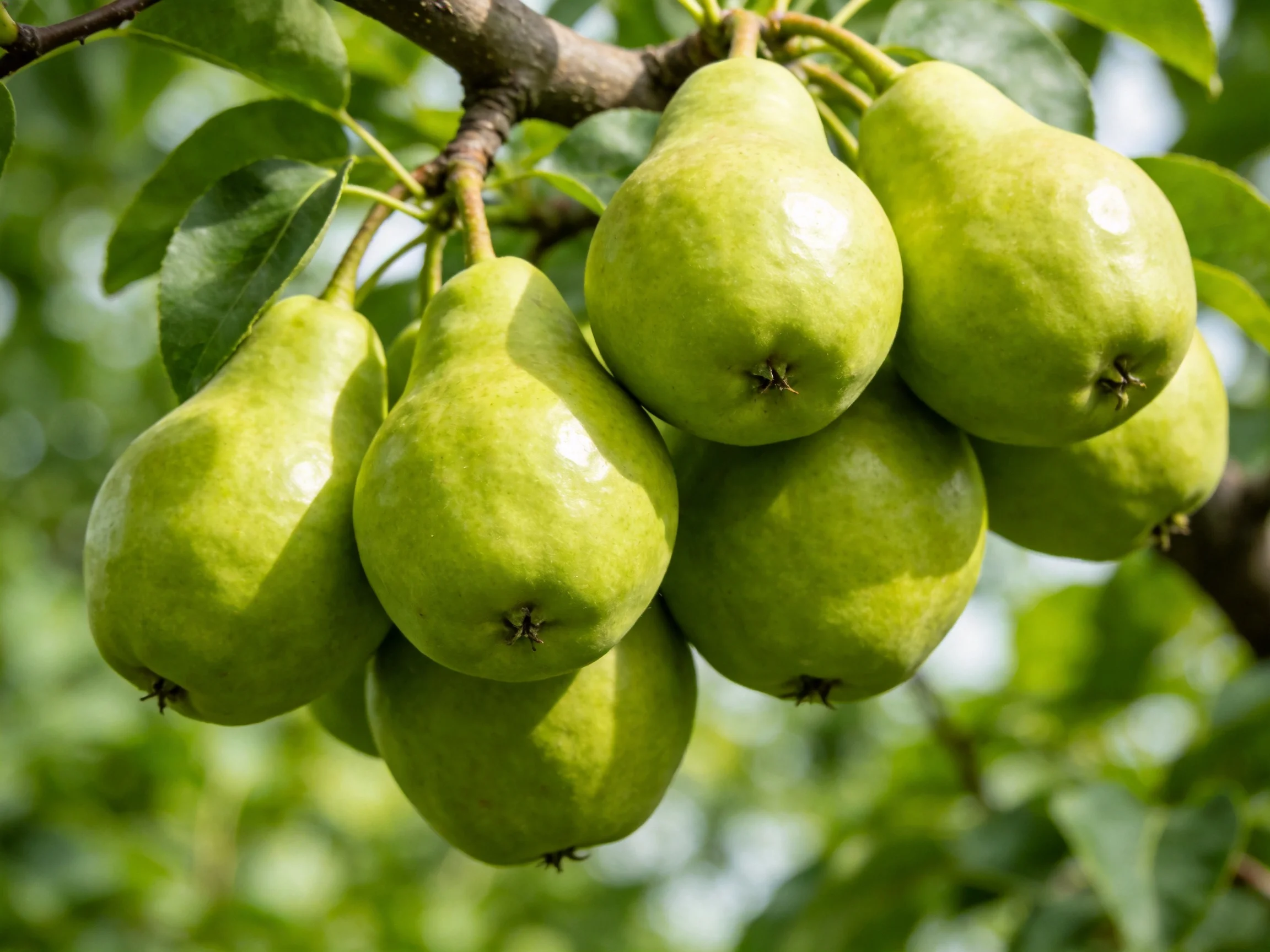 A cluster of fresh green pears grows on a tree branch