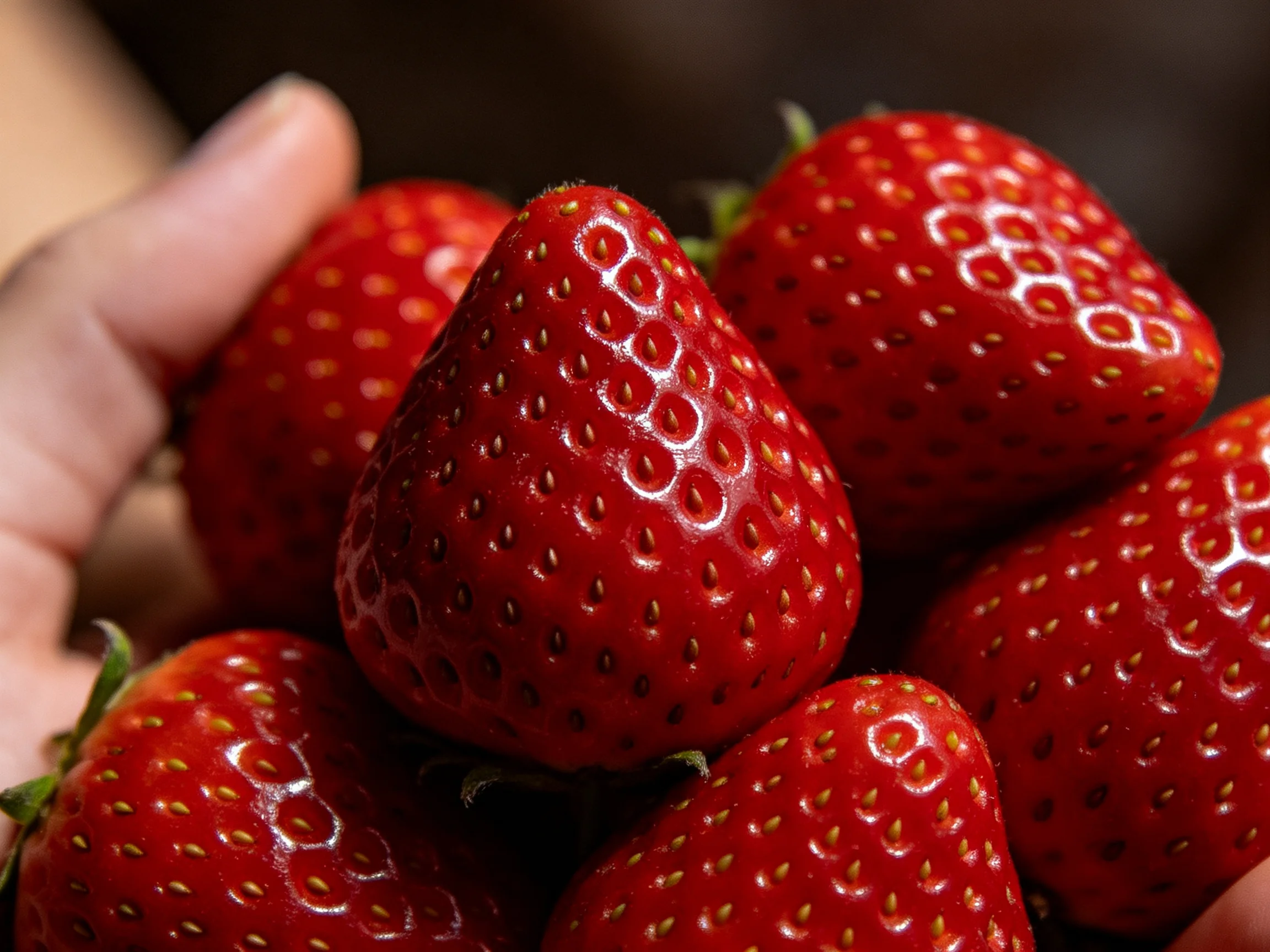 A cluster of freshly picked vibrant red strawberries held in a hand
