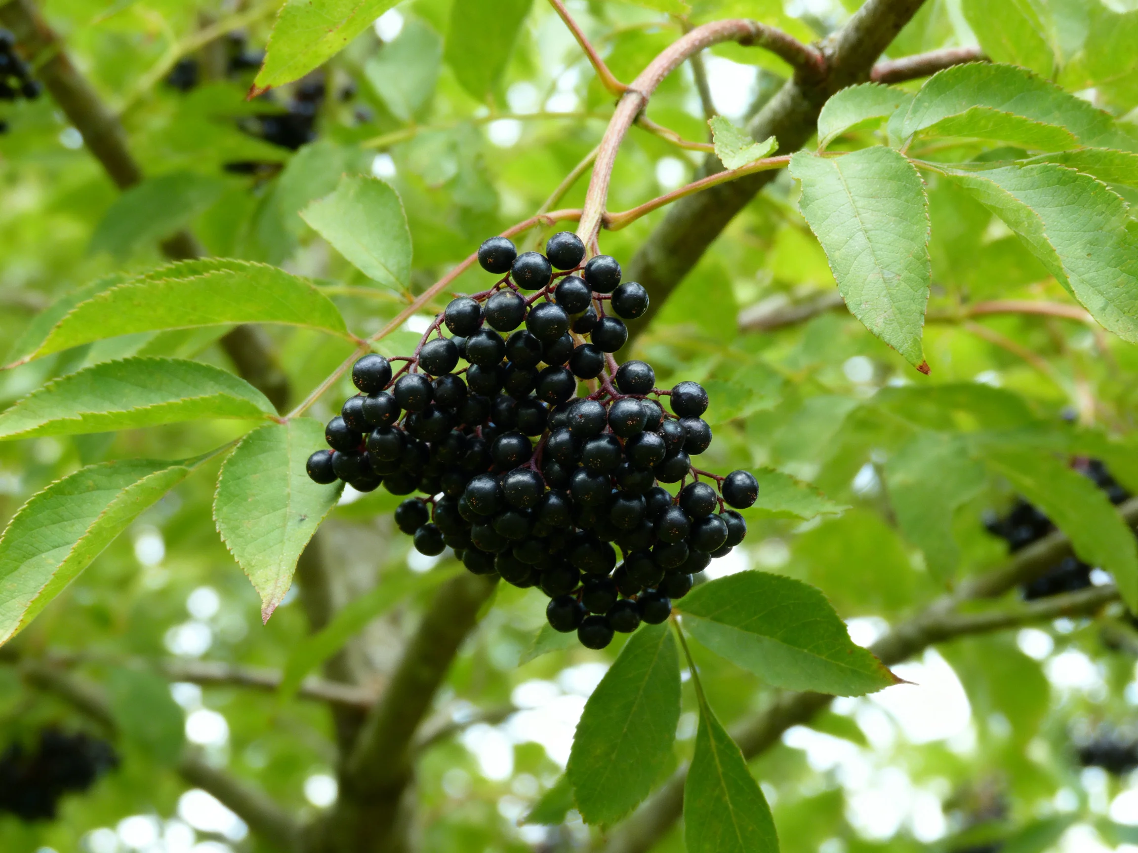A cluster of glossy black berries hangs among vibrant green leaves