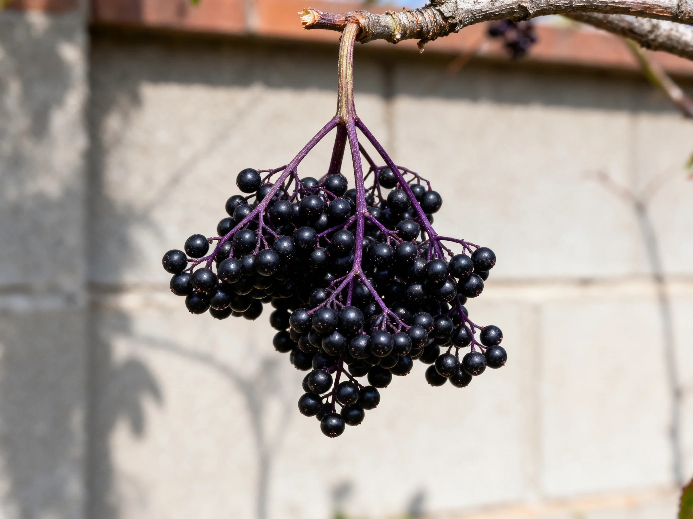 A cluster of glossy black berries with purple stems hangs from a branch