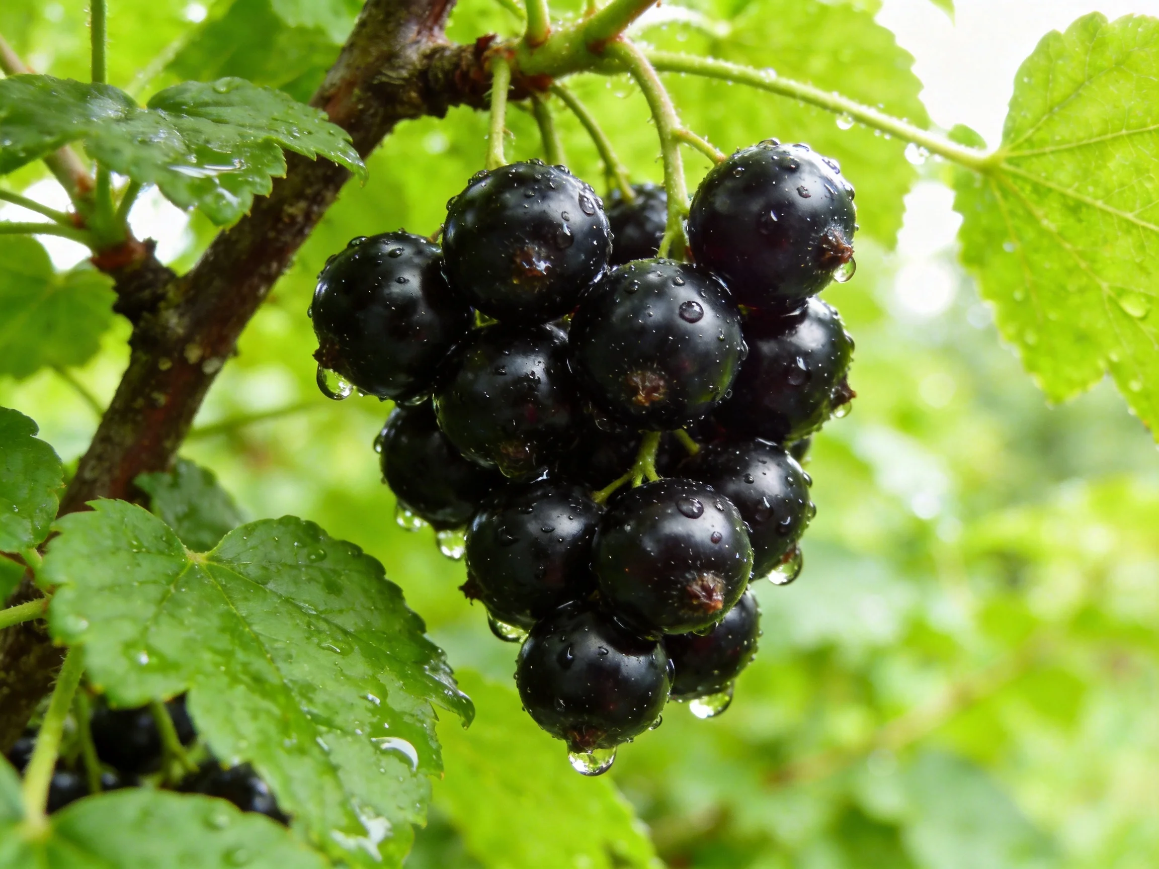 A cluster of glossy black currants with dew drops amid lush green foliage