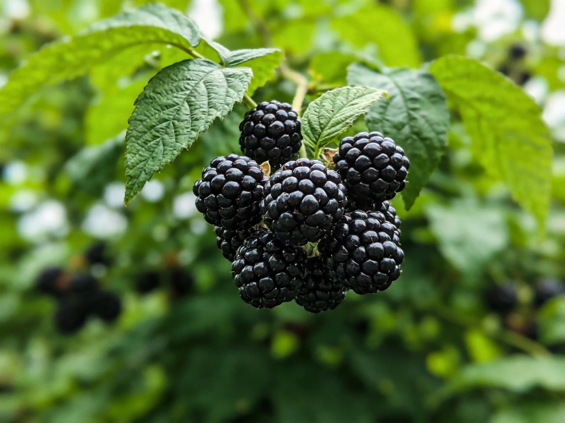 A cluster of glossy blackberries hangs among vibrant green foliage.