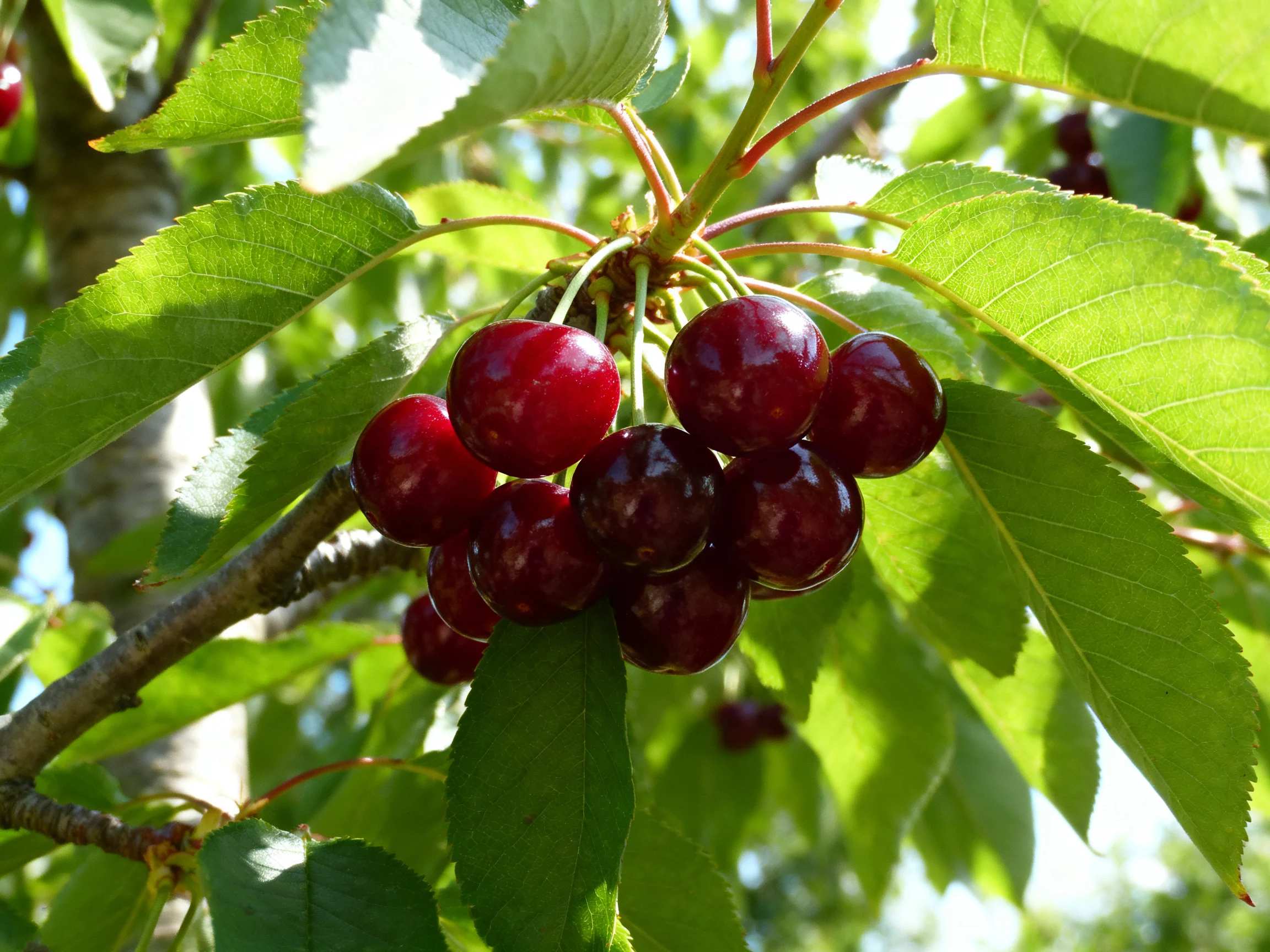 A cluster of glossy dark red cherries adorns a sunlit tree branch