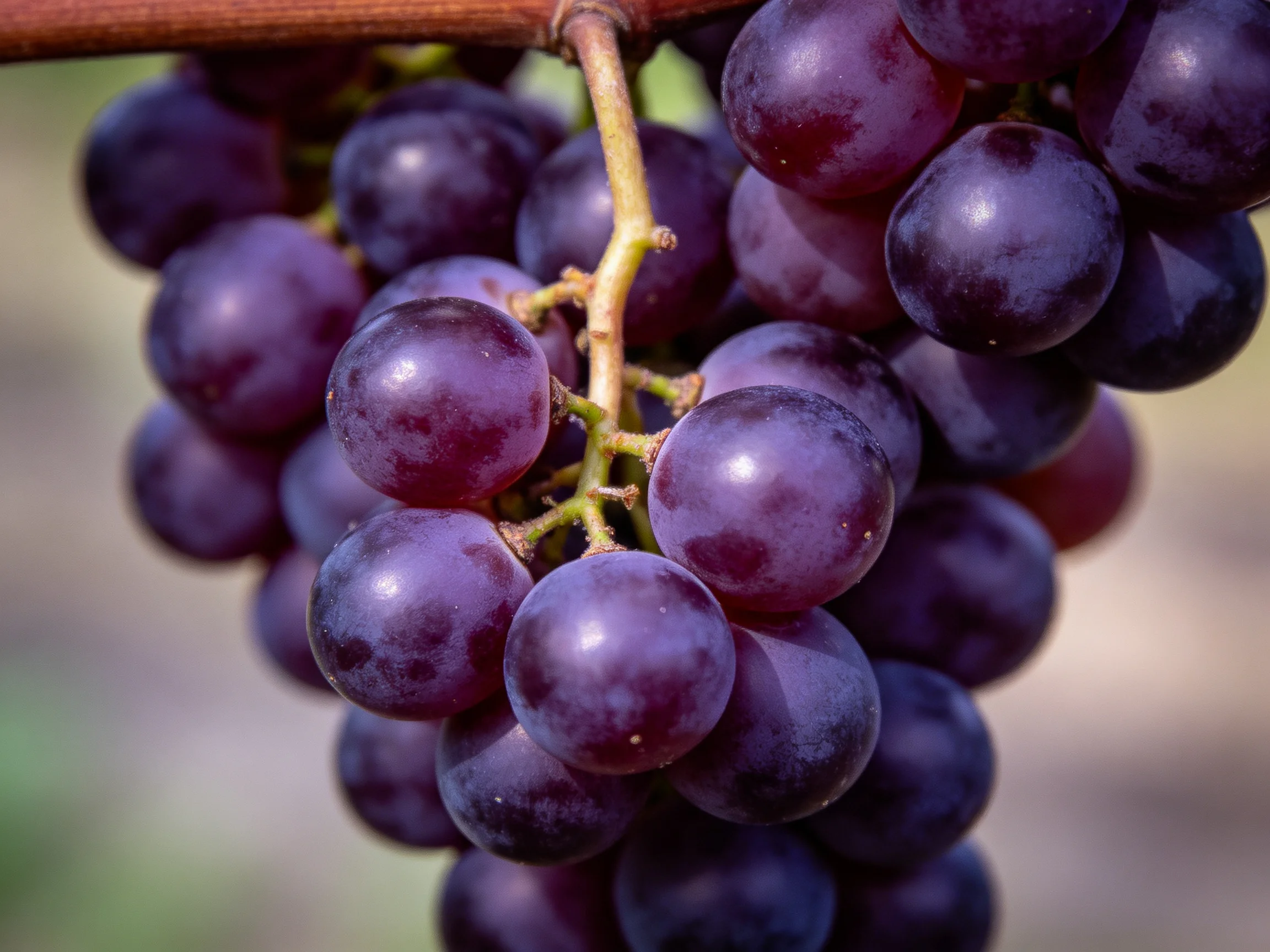 A cluster of glossy, deep-purple grapes hanging from a vine